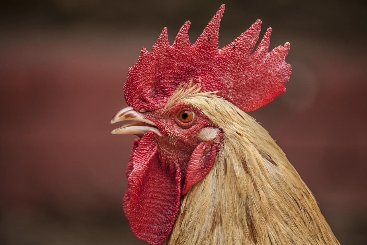 Ornamental Chickens and Livestock: Natural Hobby and Production Guide