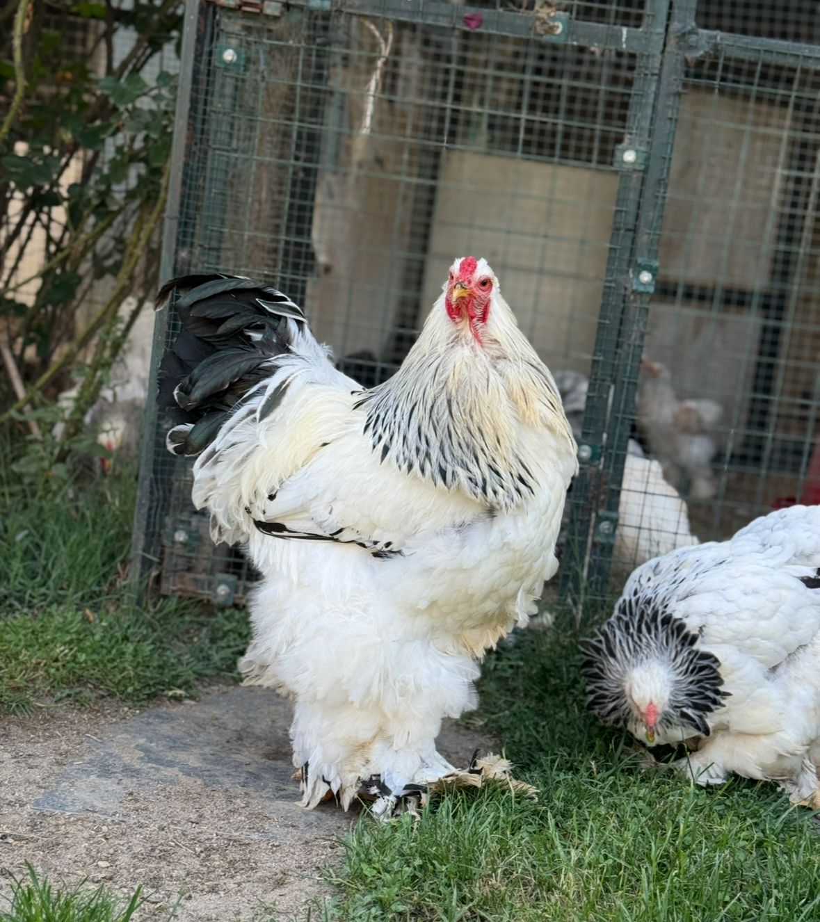 Light Brahma Chicken
