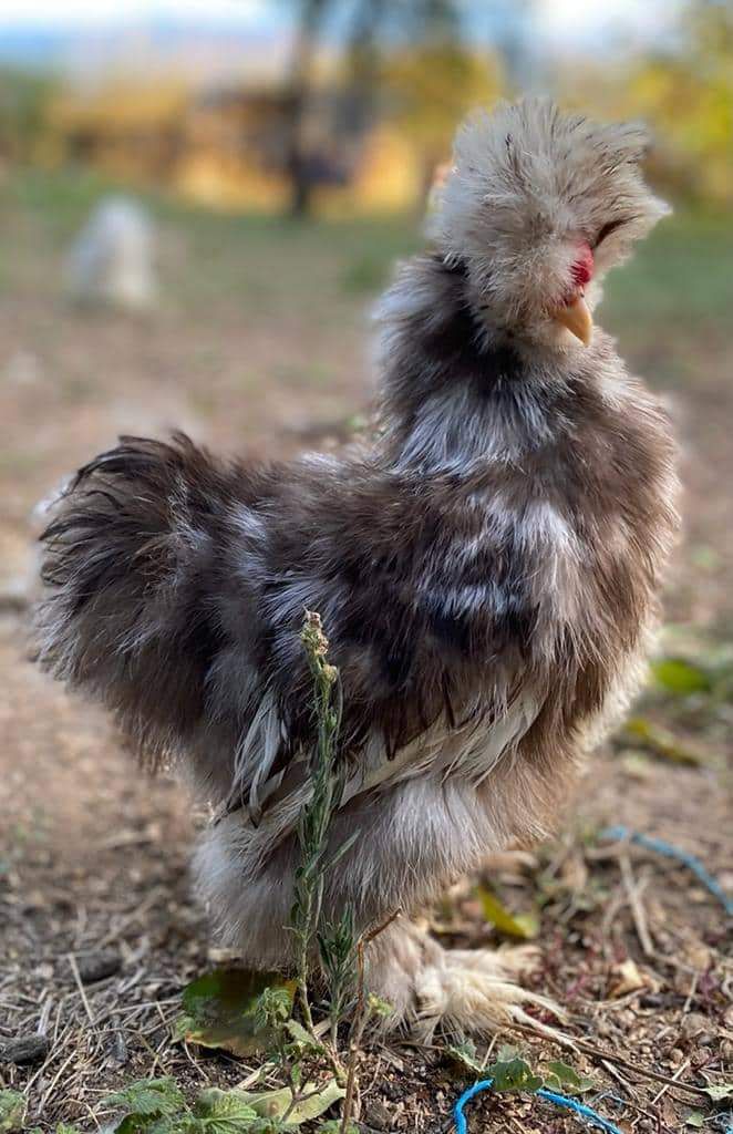 Black Mottled Silkie Chicken