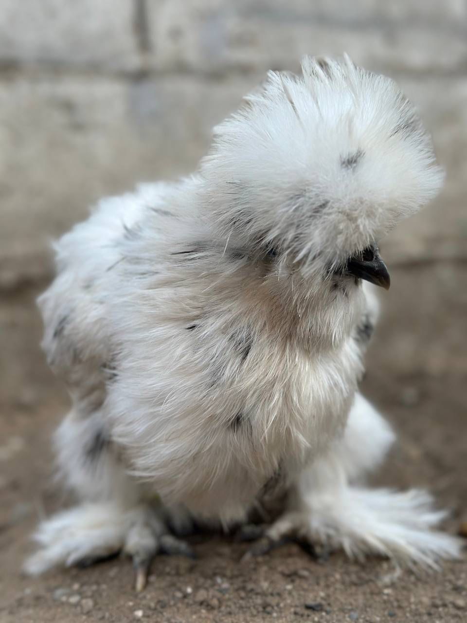 Paint Silkie Chicken