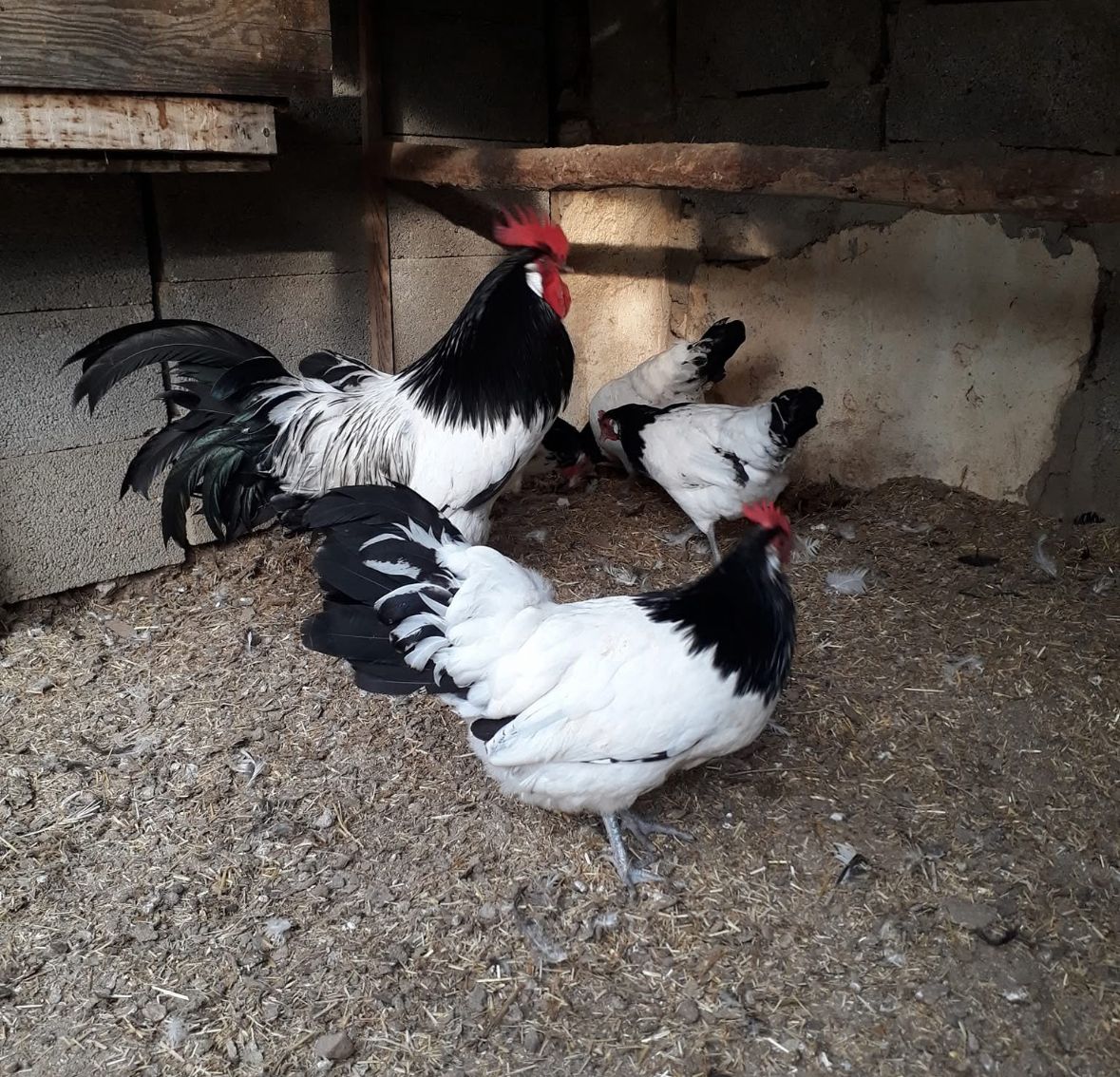 Lakenvelder Chicken