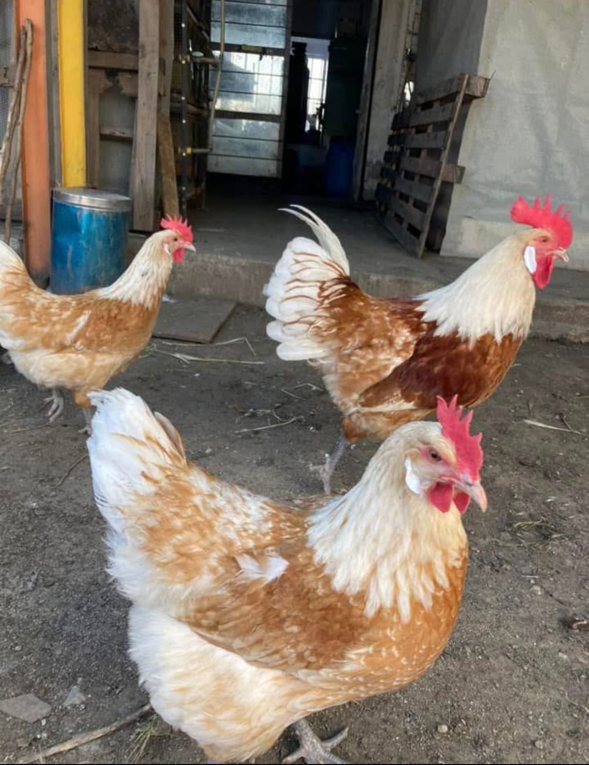 White Vorwerk Chicken