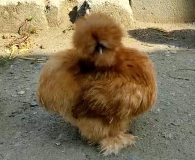 Buff Silkie Chicken