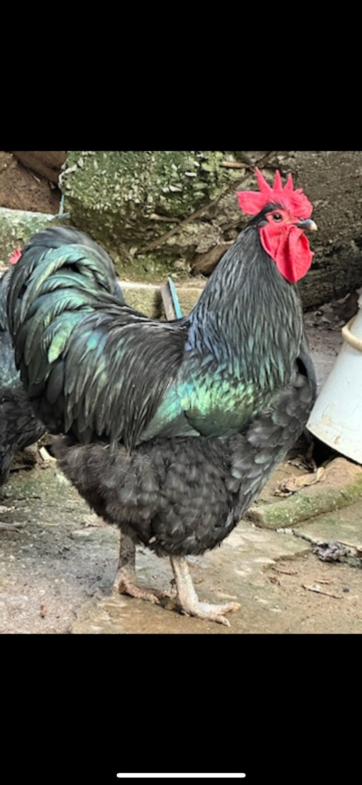 XXL Black Australorp Chicken