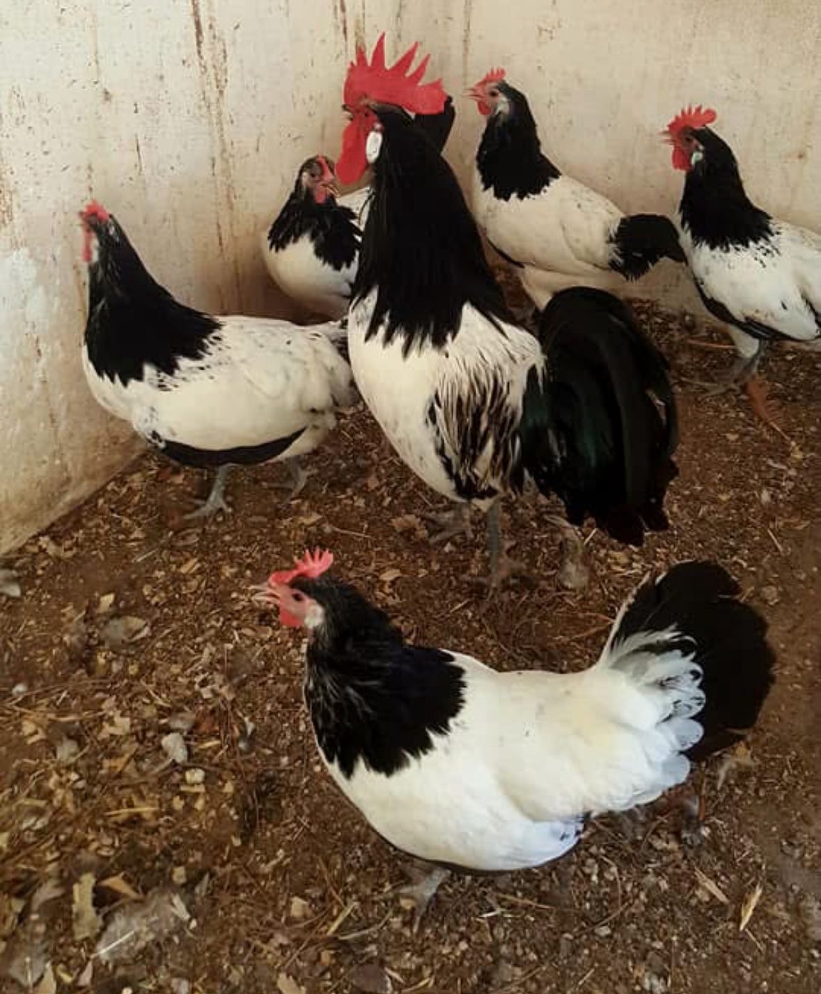 Lakenvelder Chicken