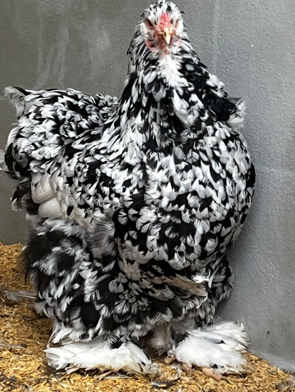 Black Mottled Brahma Chicken