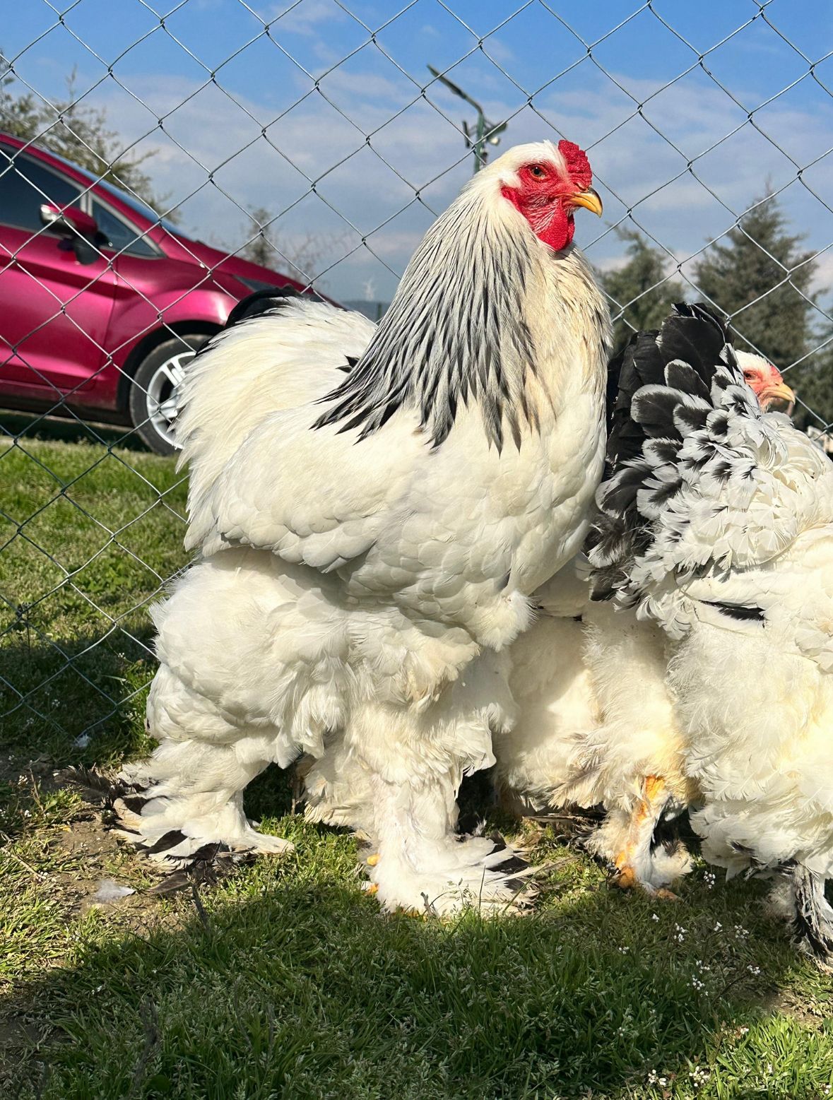 Light Brahma Chicken