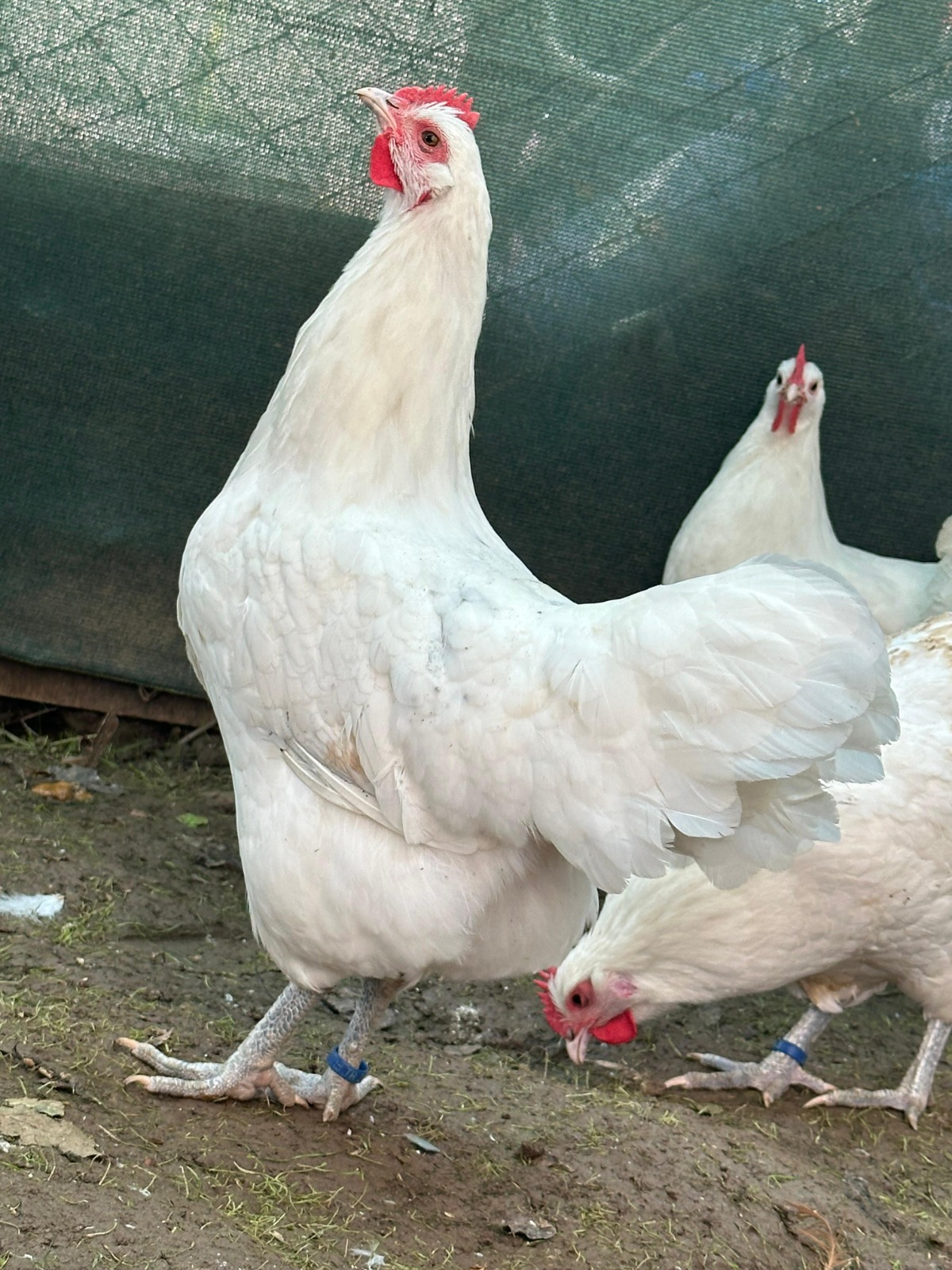 Long Tail White German Australorp Chicken