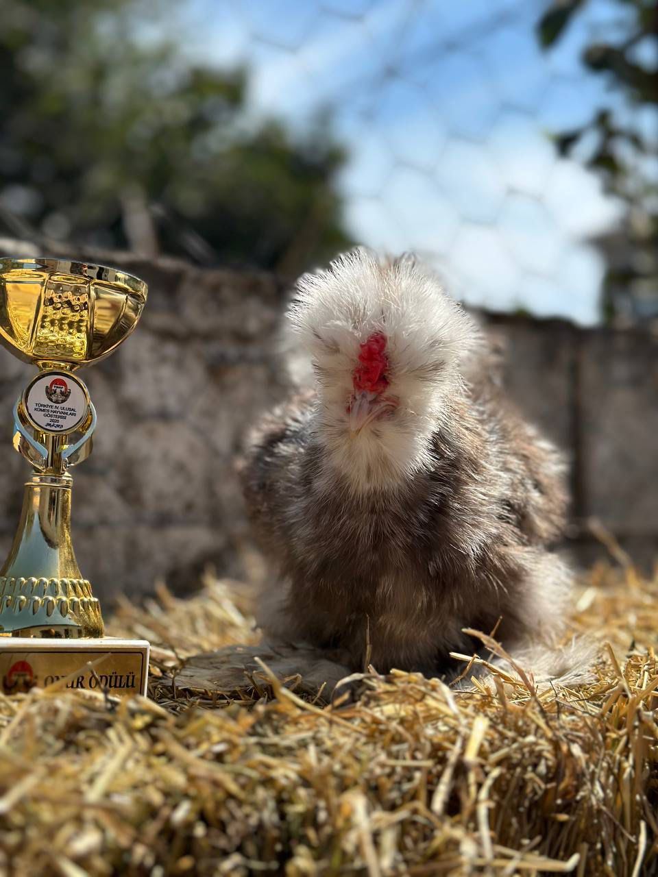 Black Mottled Silkie Chicken