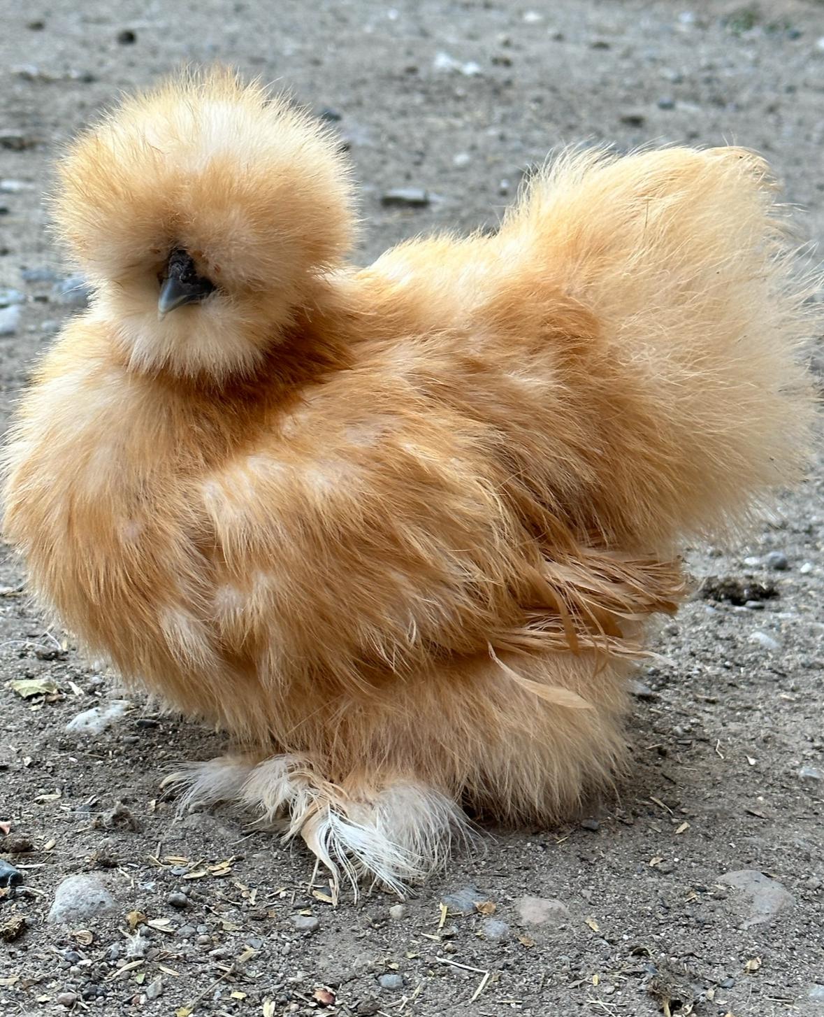 Buff Silkie Chicken