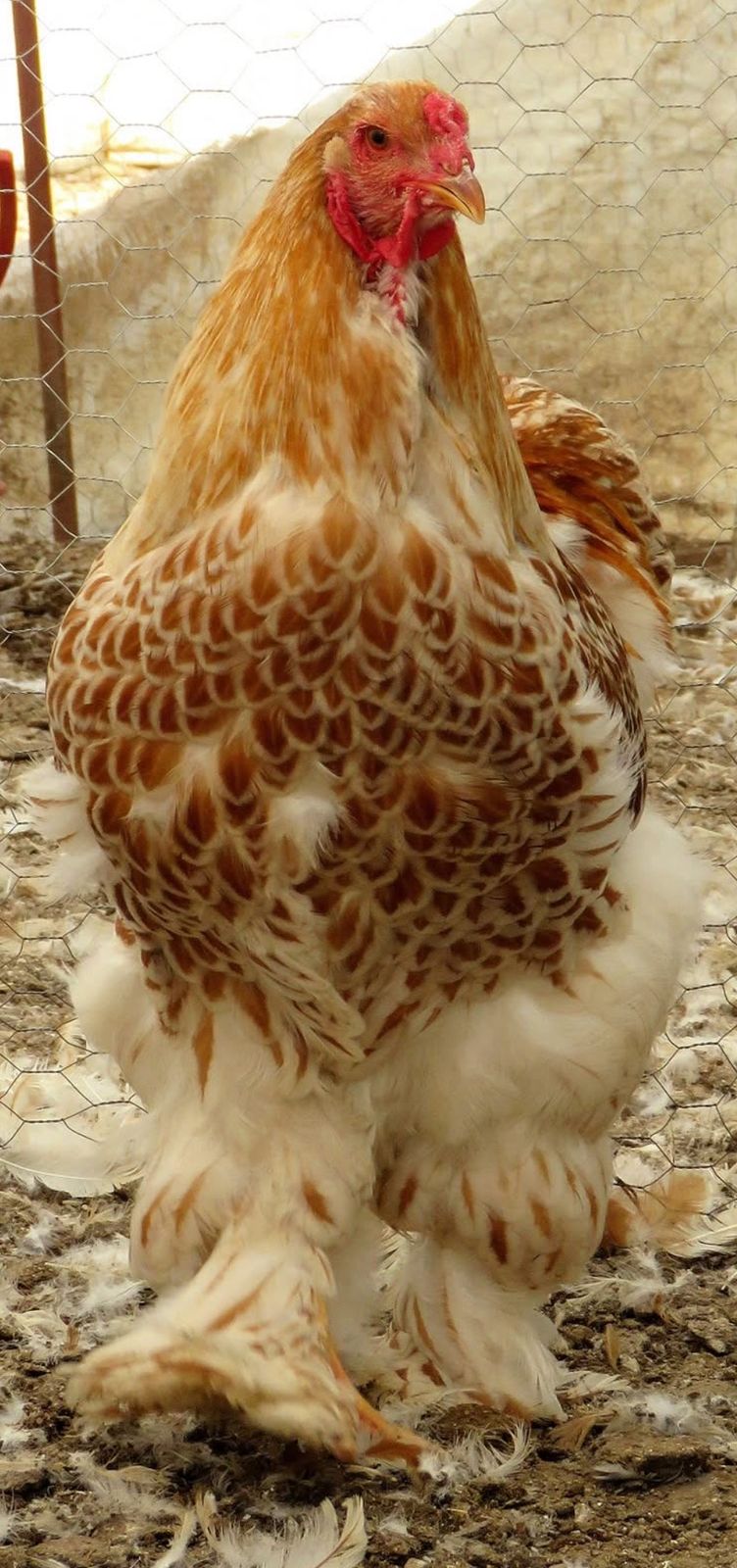 Buff Laced Brahma Chicken