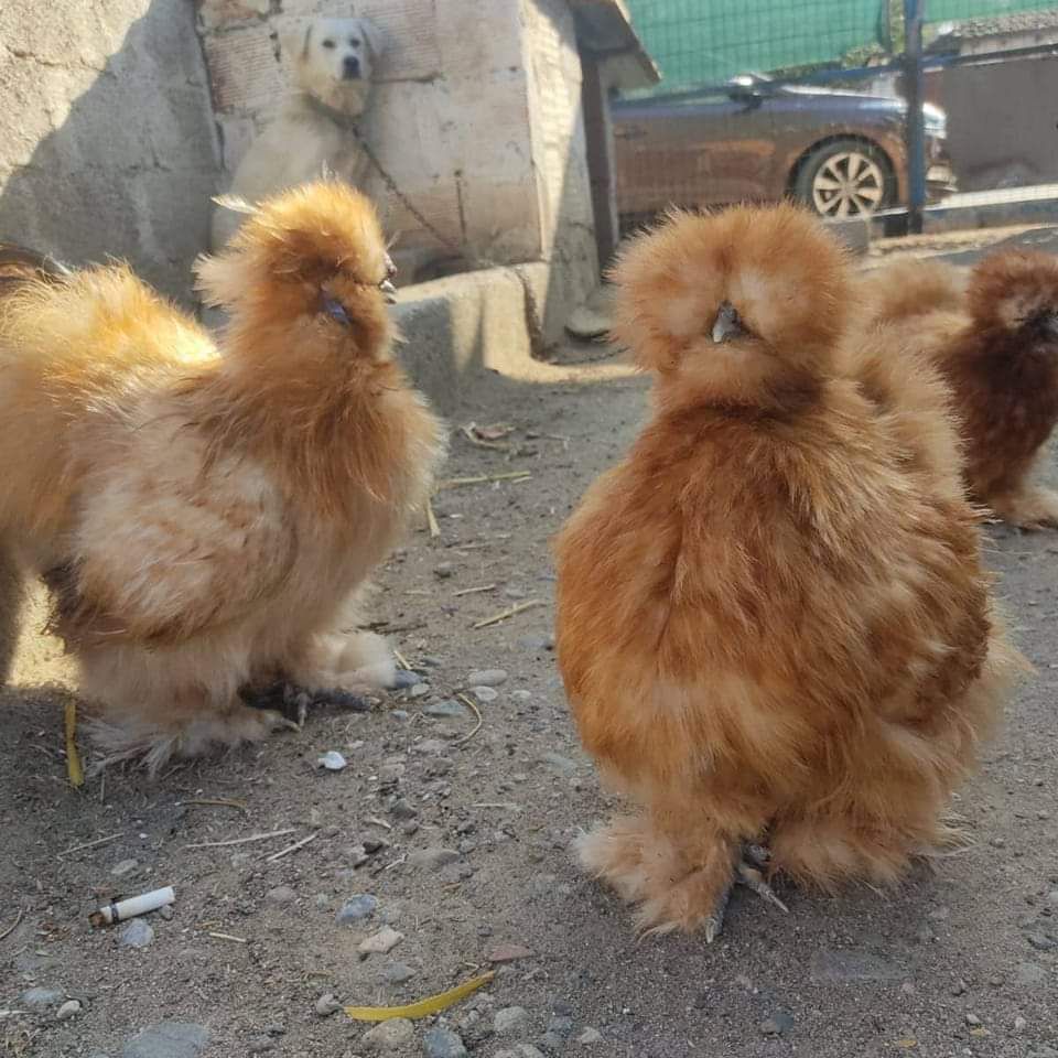 Buff Silkie Chicken