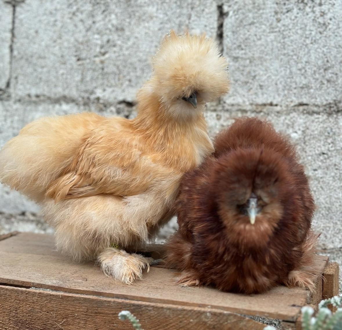 Red Silkie Chicken