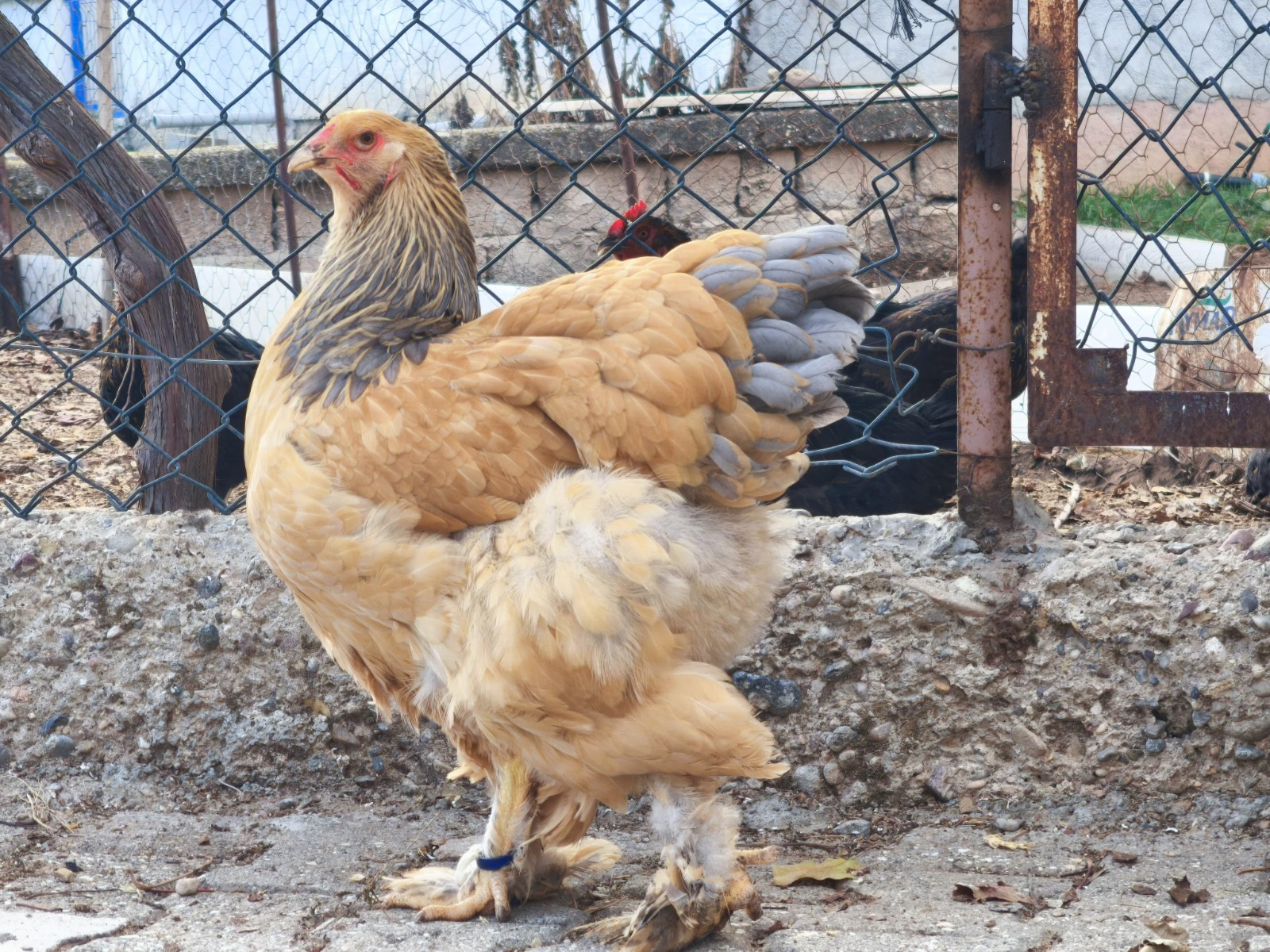 Buff Brahma Chicken
