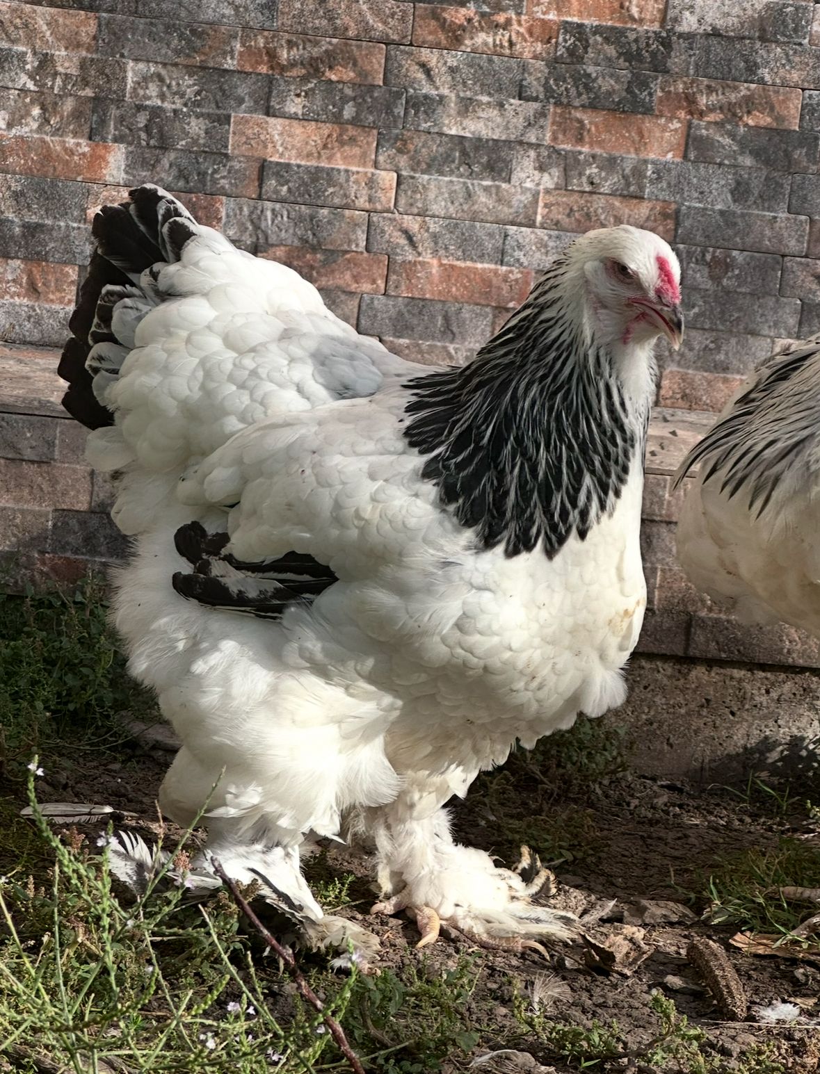 Light Brahma Chicken