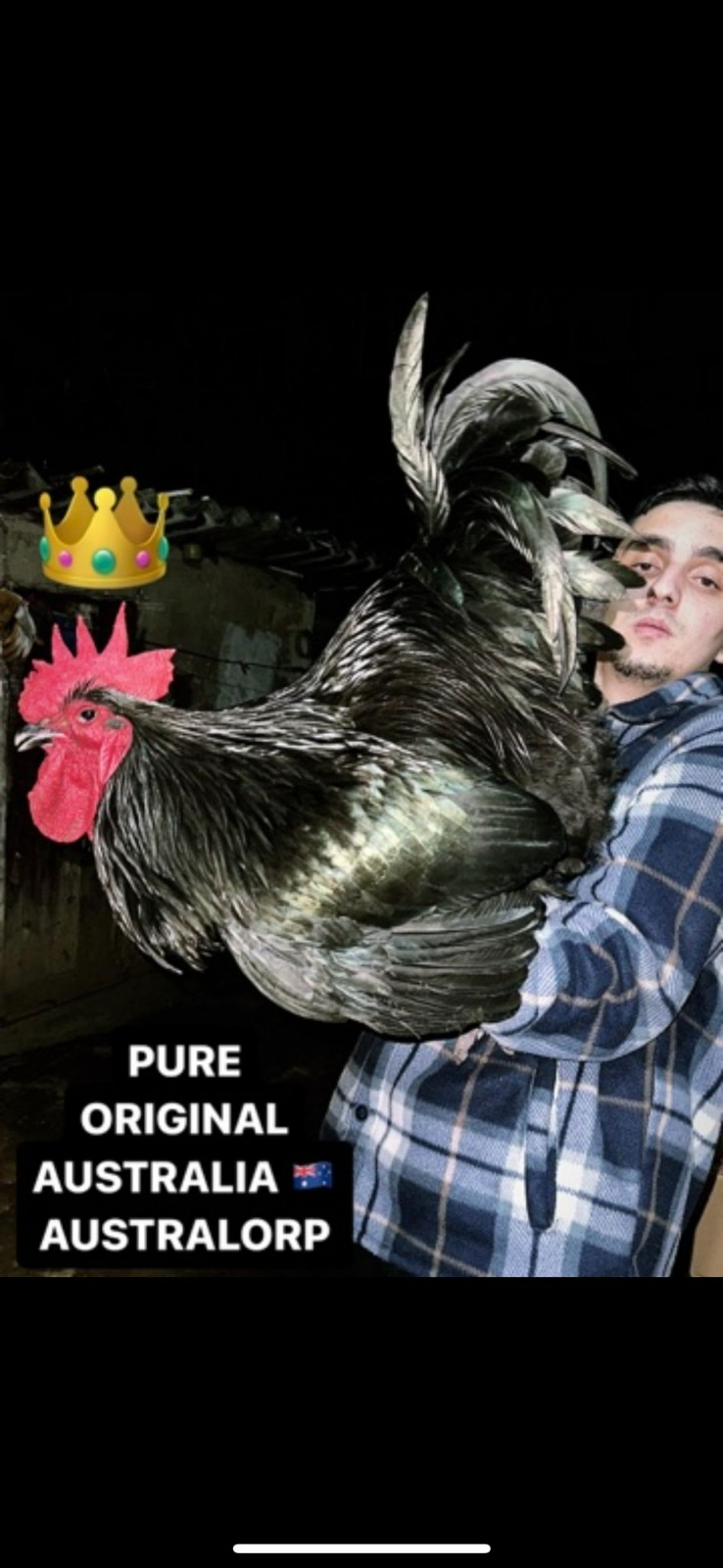 XXL Black Australorp Chicken