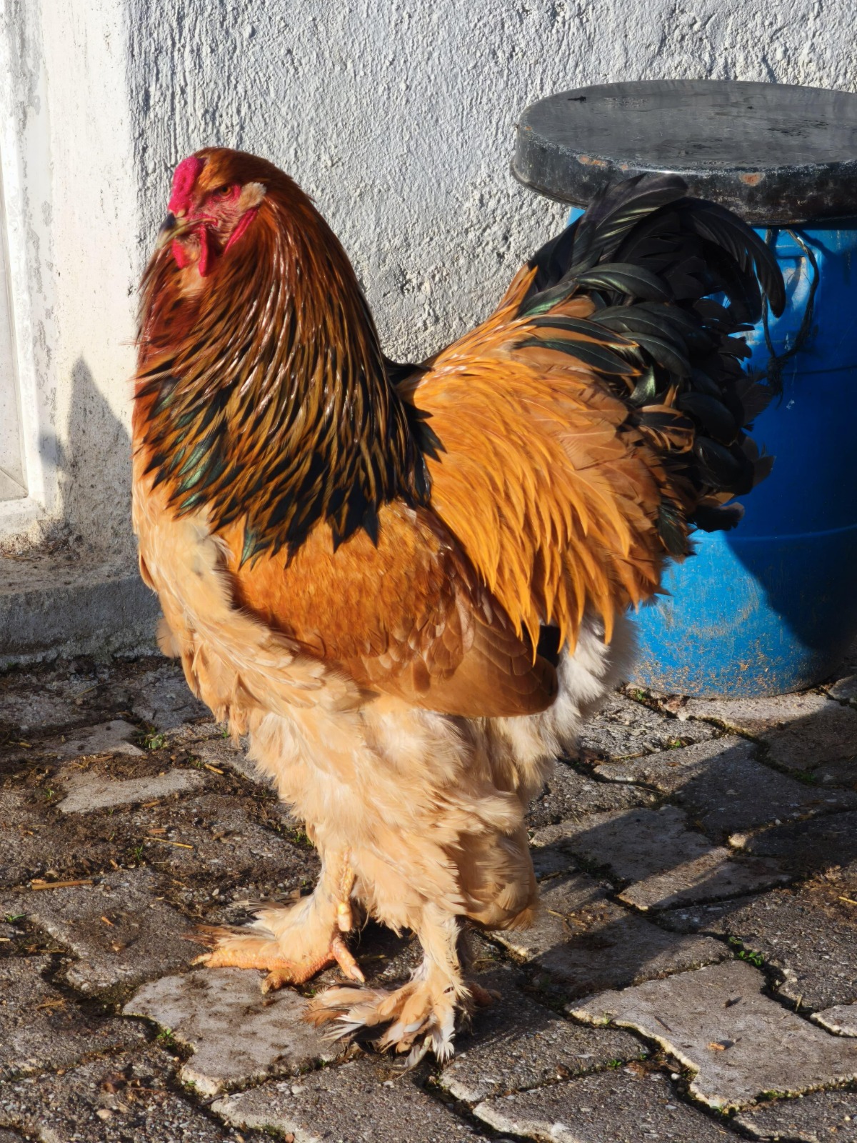 Buff Brahma Chicken