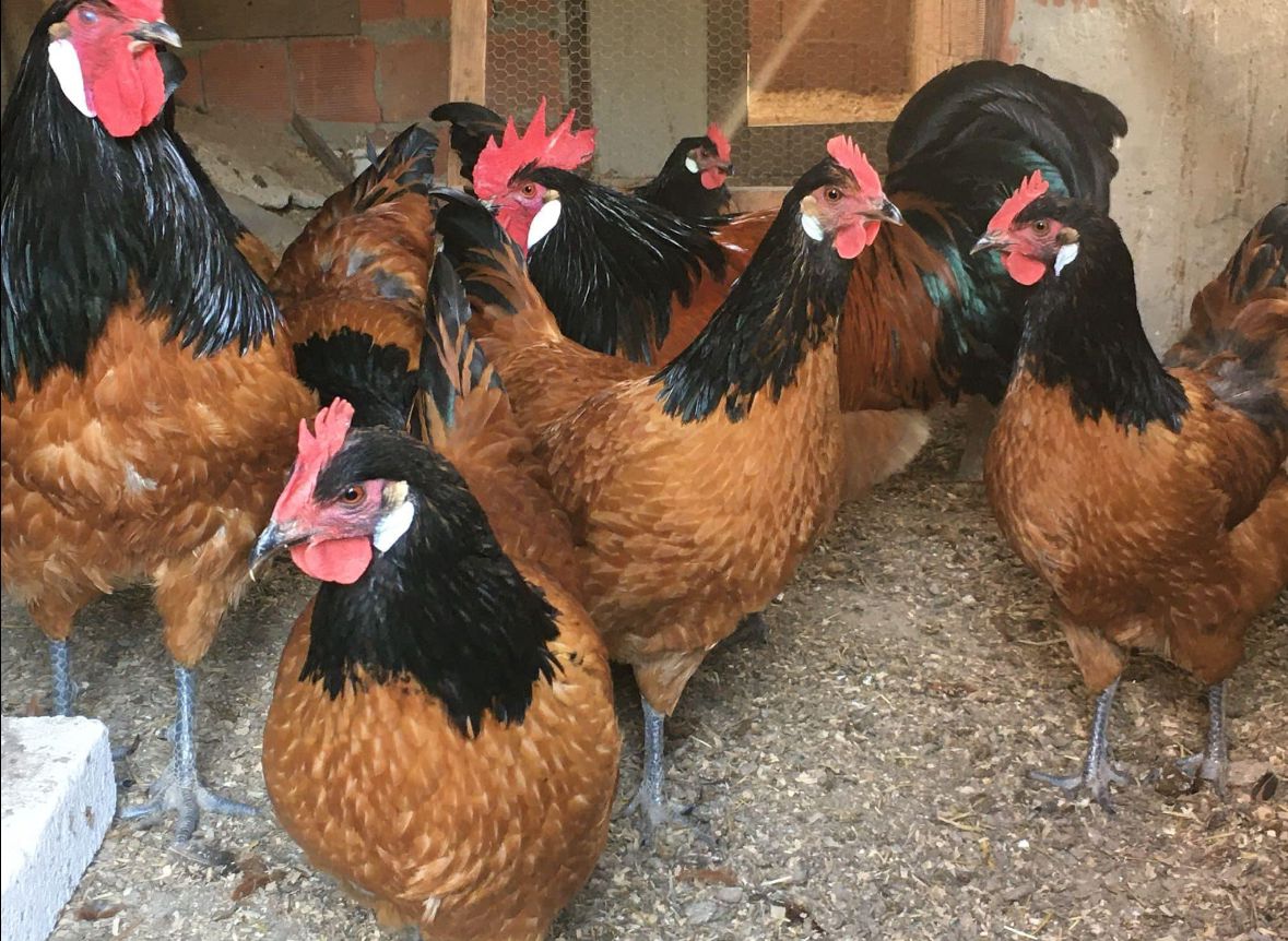 Black Vorwerk Chicken