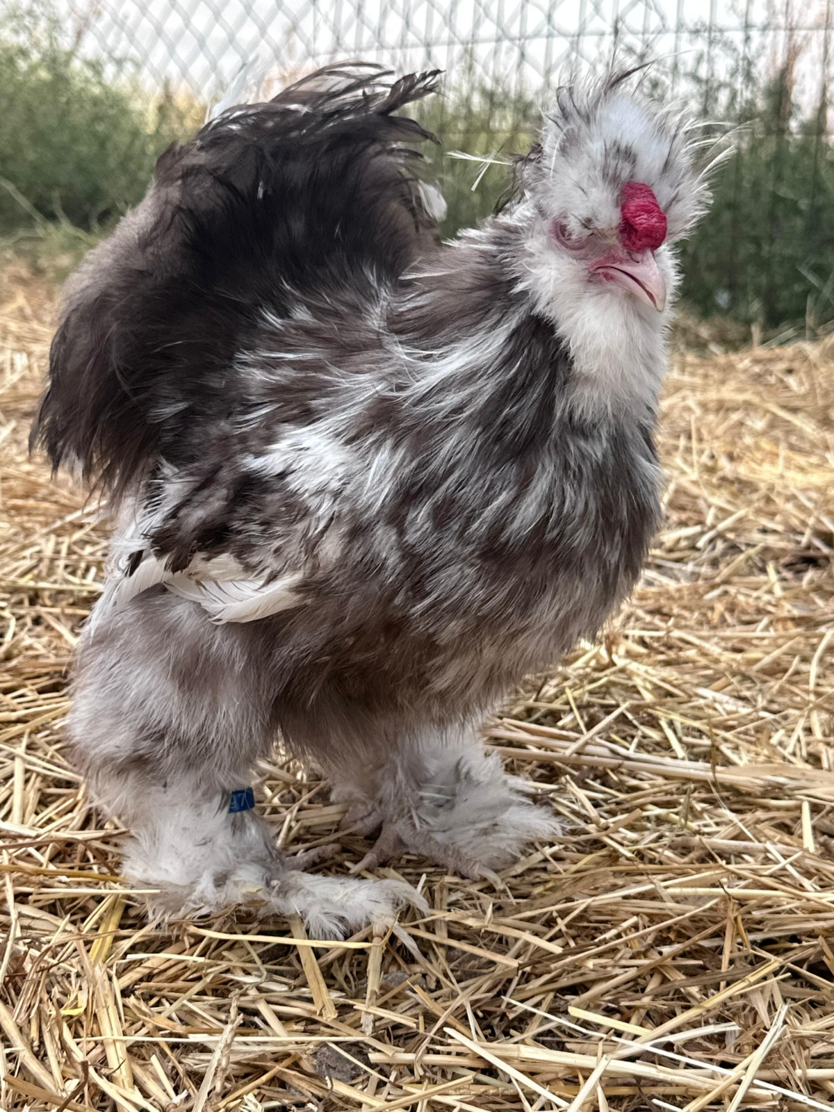 Black Mottled Silkie Chicken