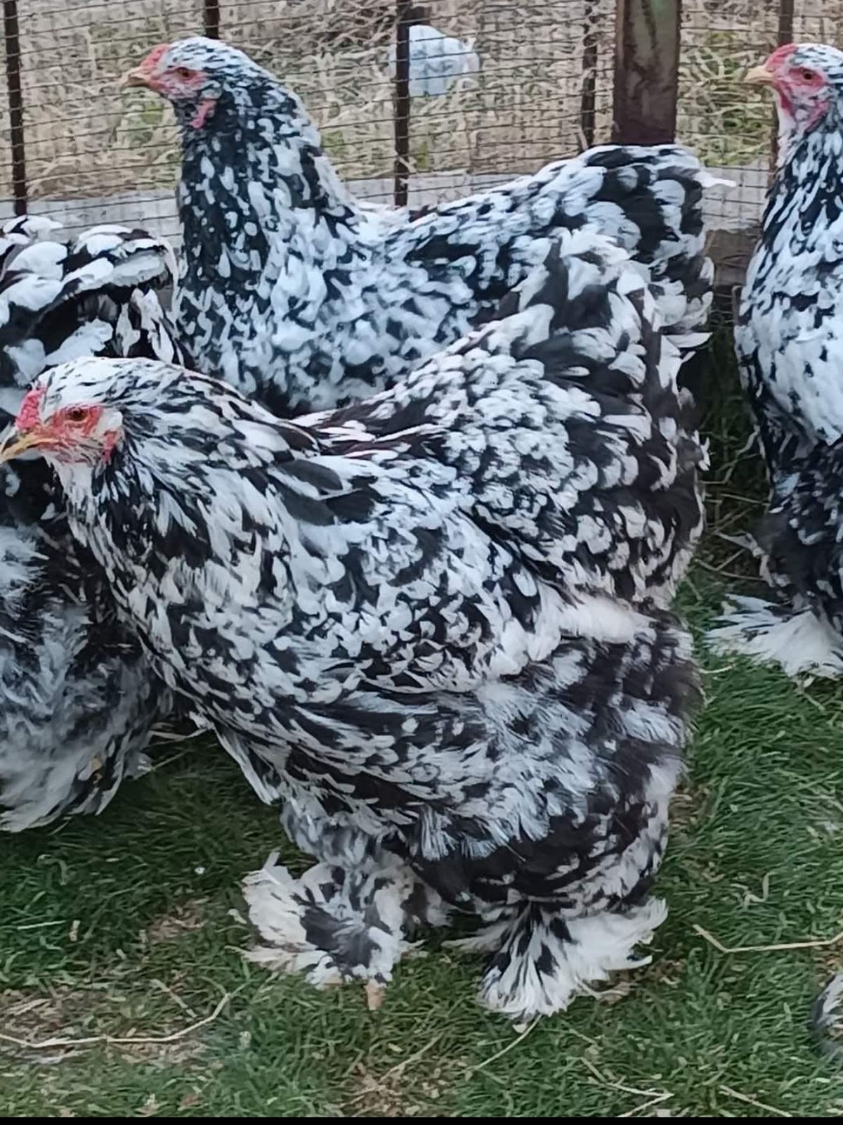 Black Mottled Brahma Chicken