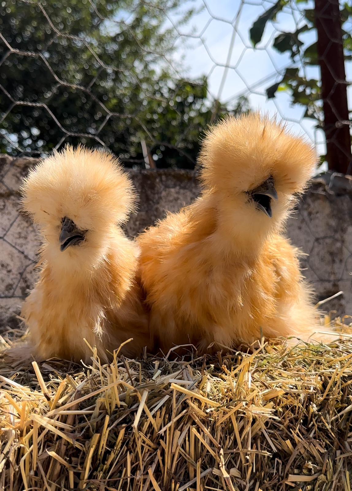 Buff Silkie Chicken