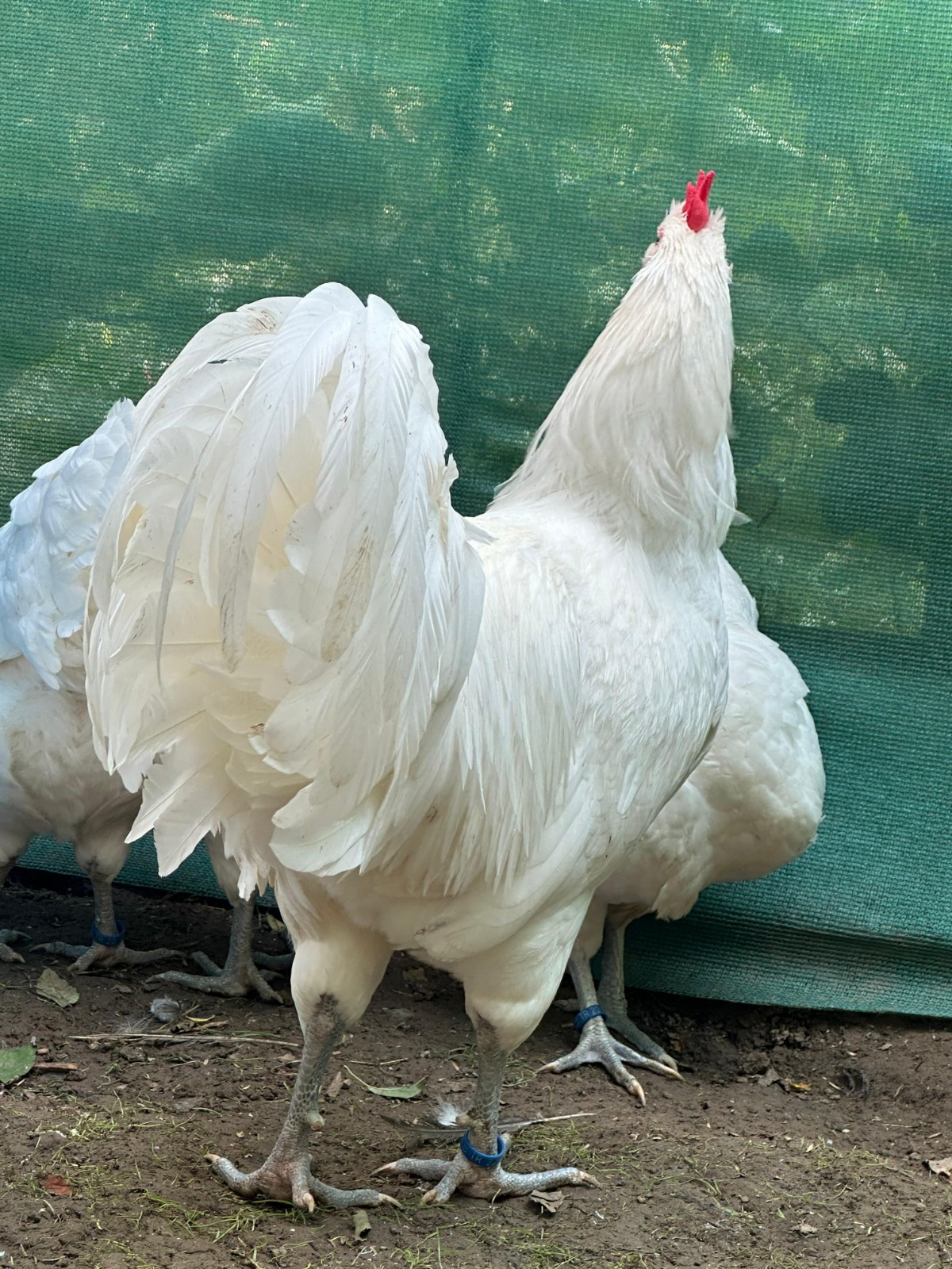 Long Tail White German Australorp Chicken
