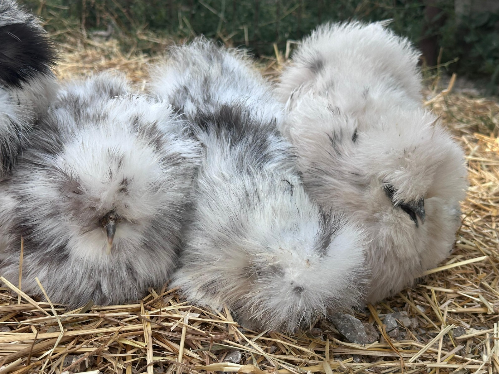 Paint Silkie Chicken