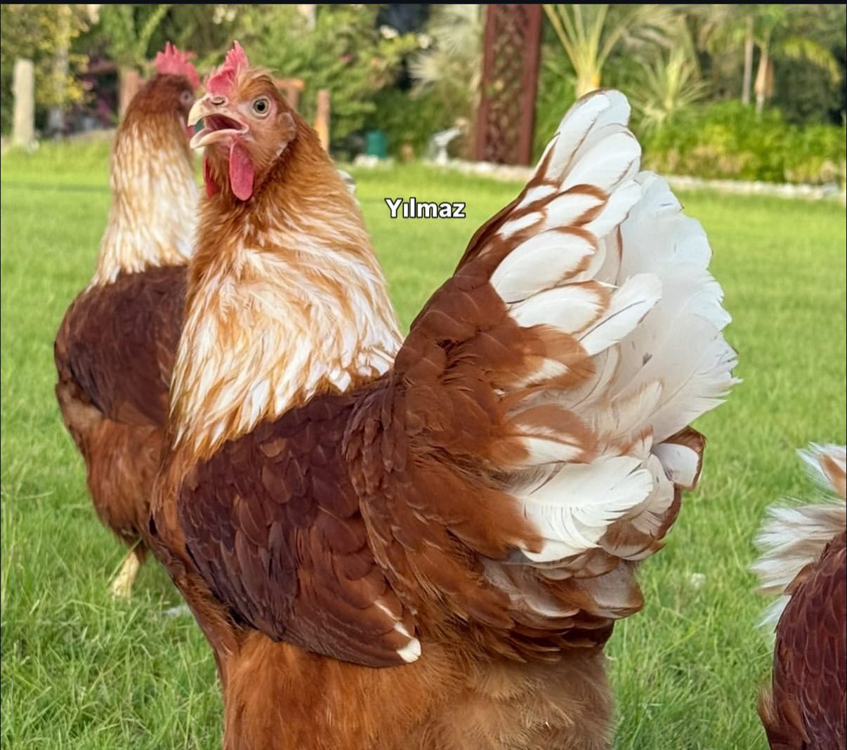 White New Hampshire Chicken