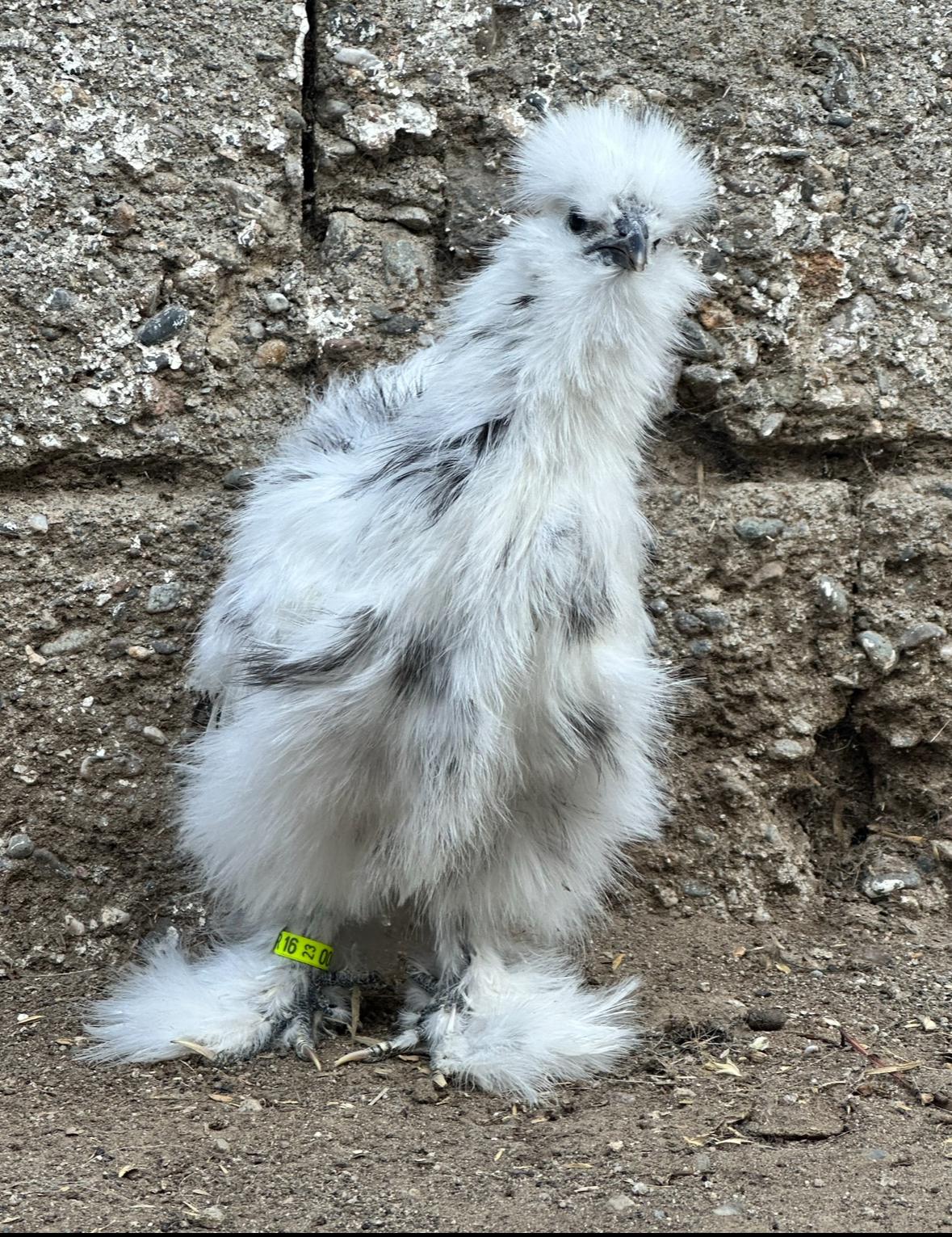 Paint Silkie Chicken
