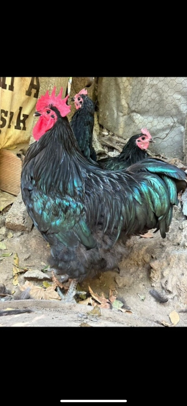 XXL Black Australorp Chicken