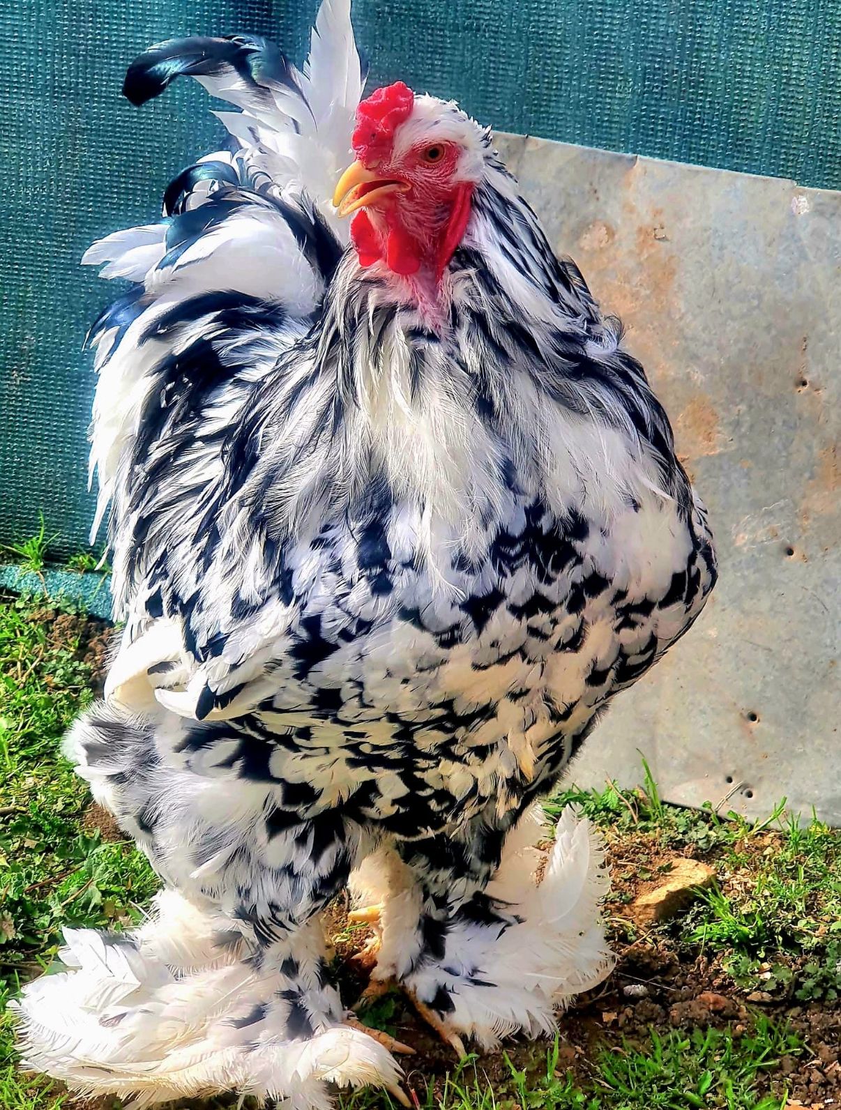 Black Mottled Brahma Chicken
