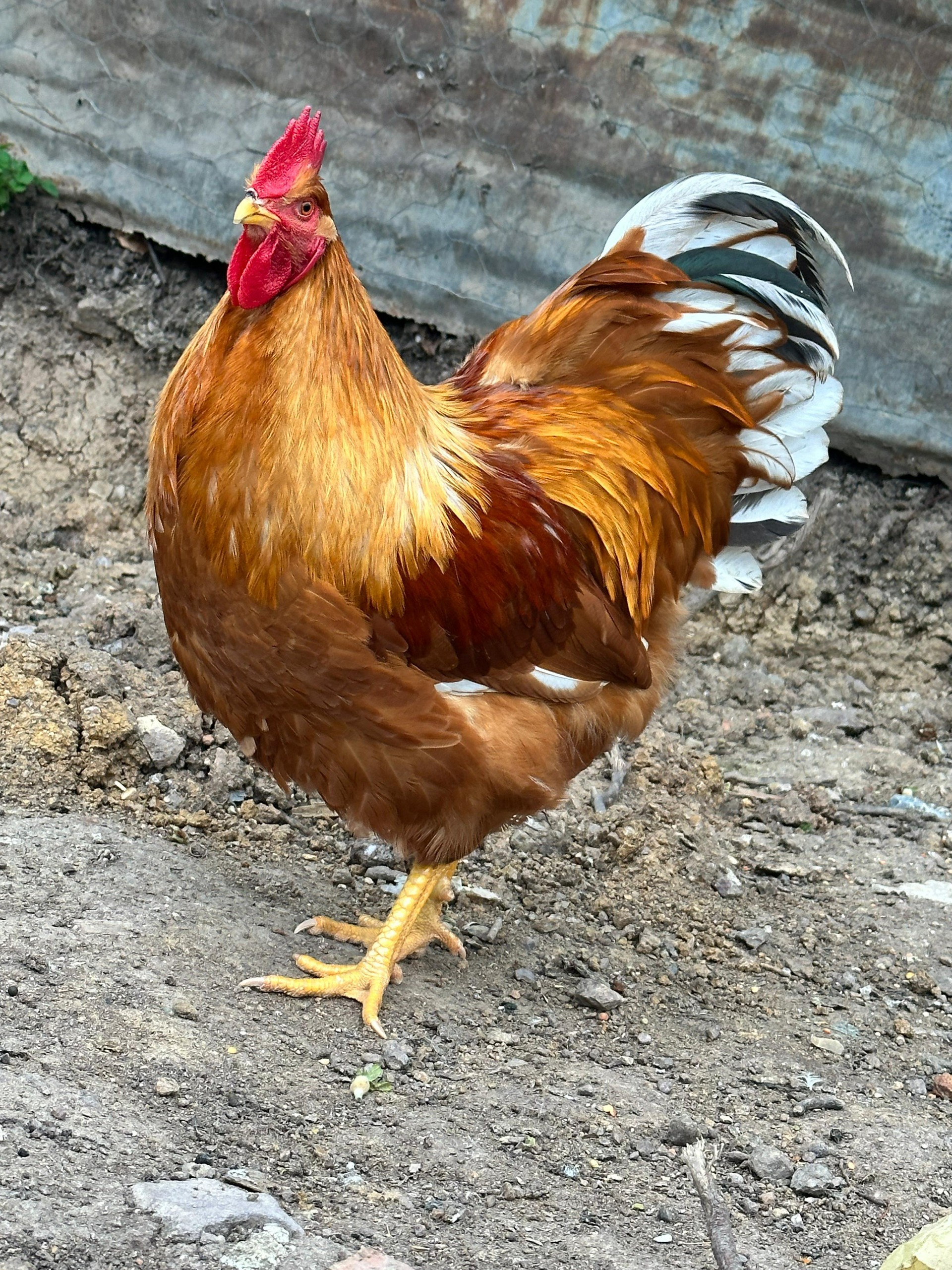 White New Hampshire Chicken