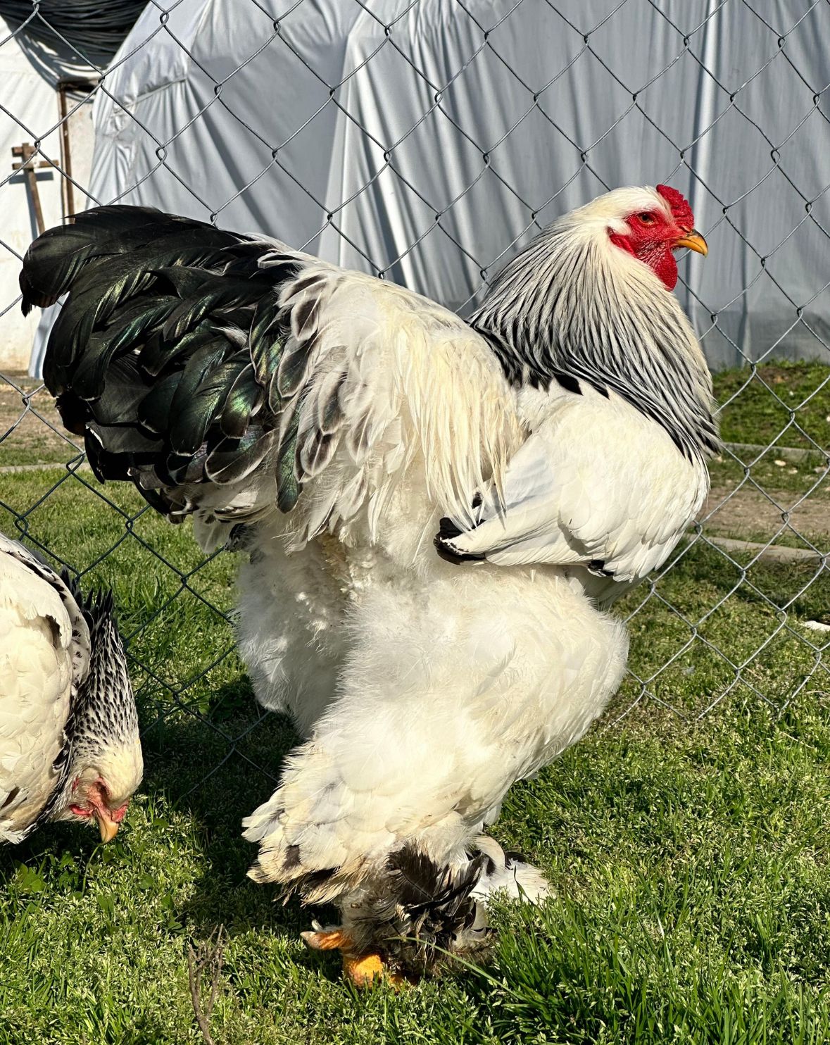 Light Brahma Chicken