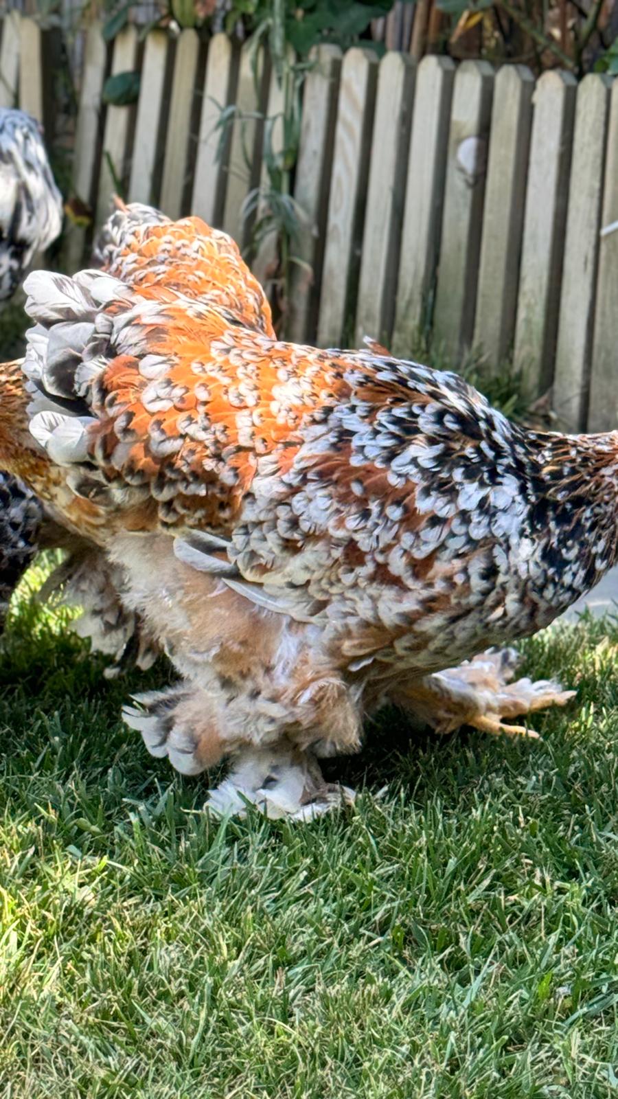 Porcelain Brahma Chicken