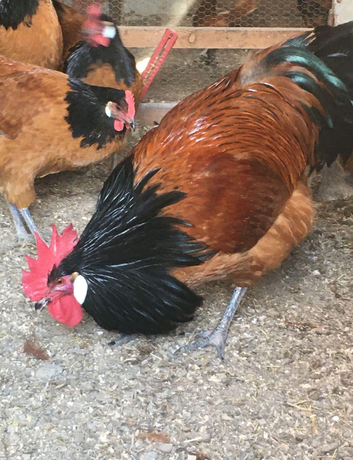 Black Vorwerk Chicken