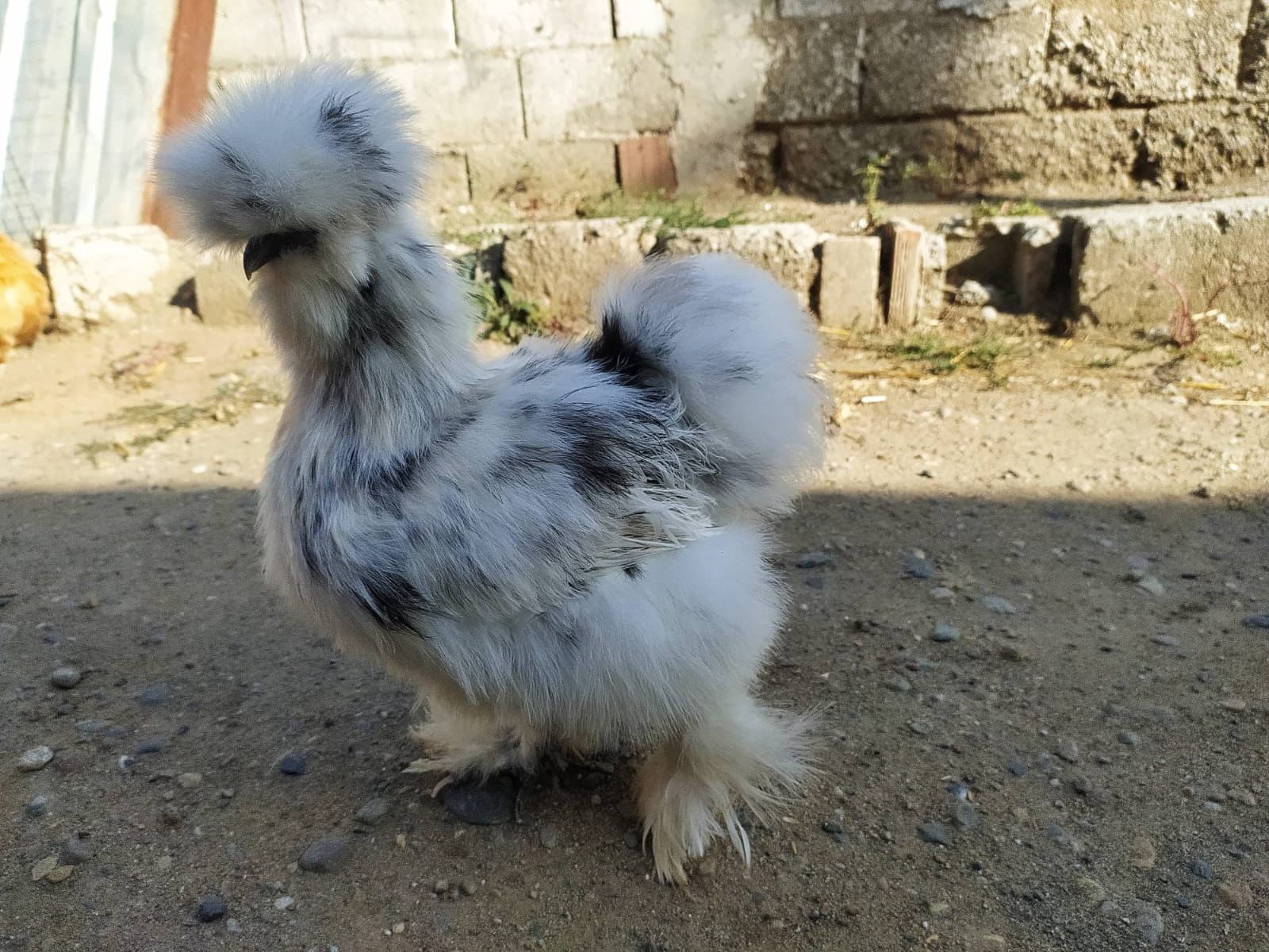 Paint Silkie Chicken