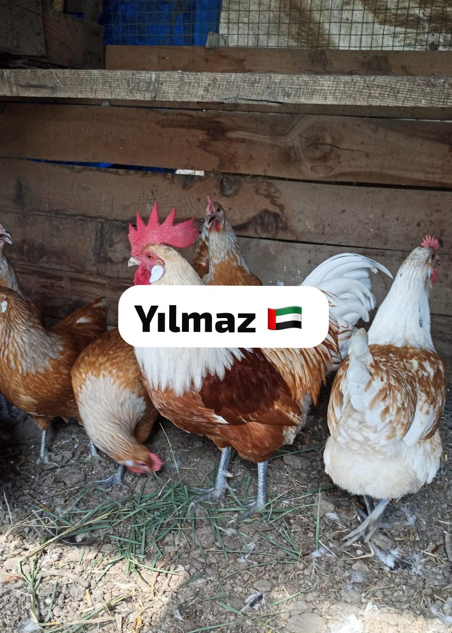 White Vorwerk Chicken