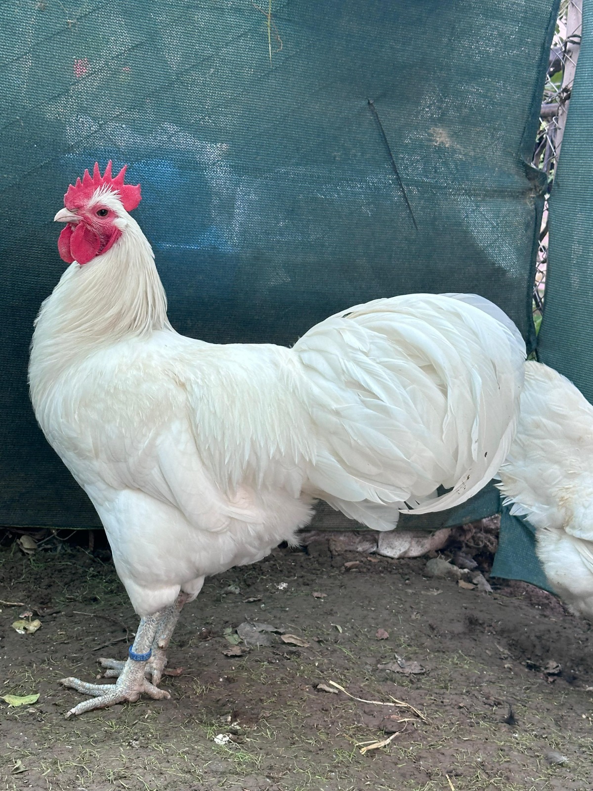 Long Tail White German Australorp Chicken