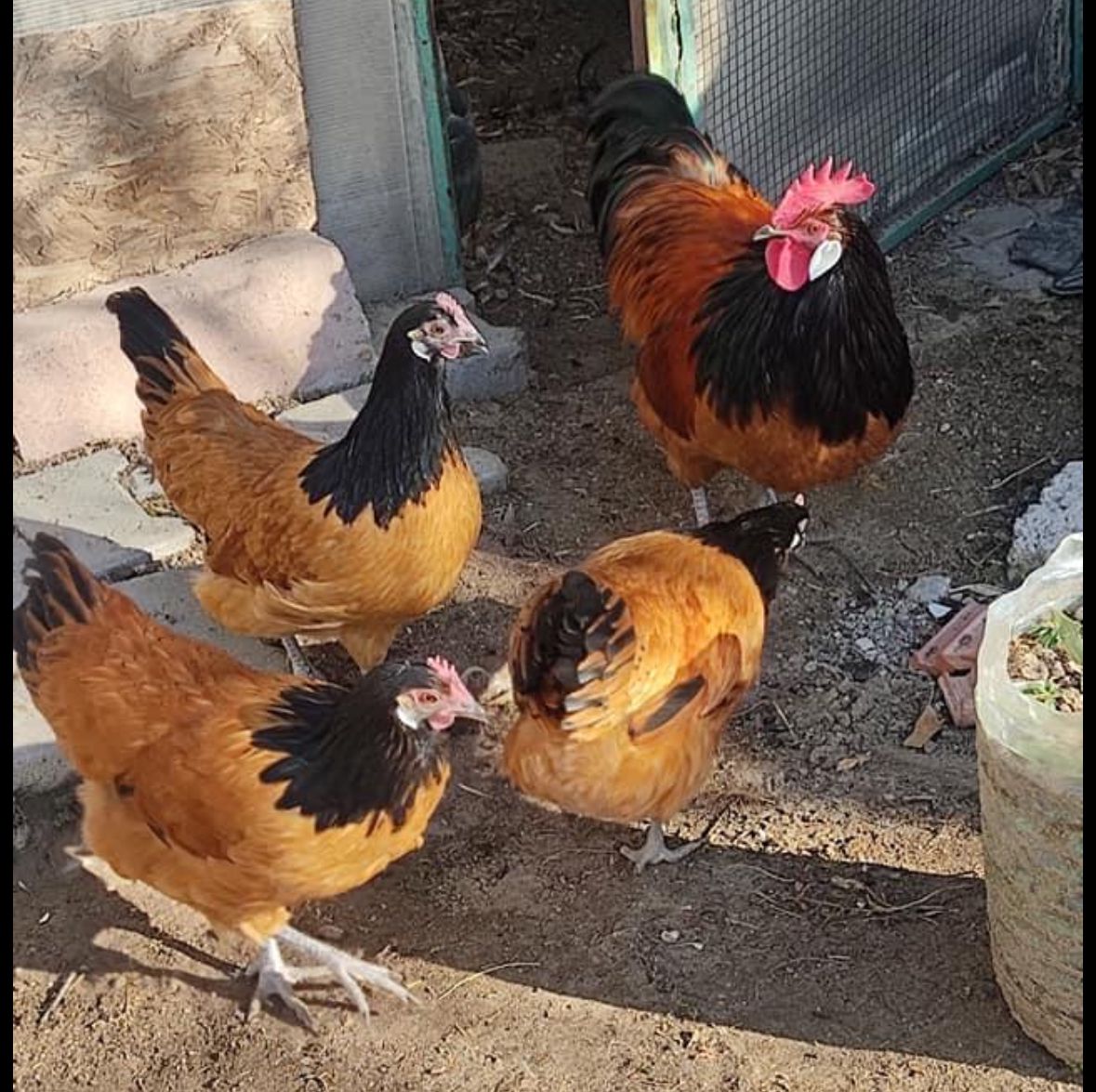 Black Vorwerk Chicken