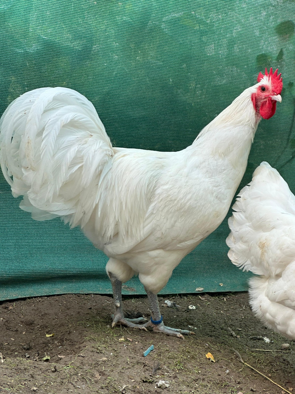 Long Tail White German Australorp Chicken