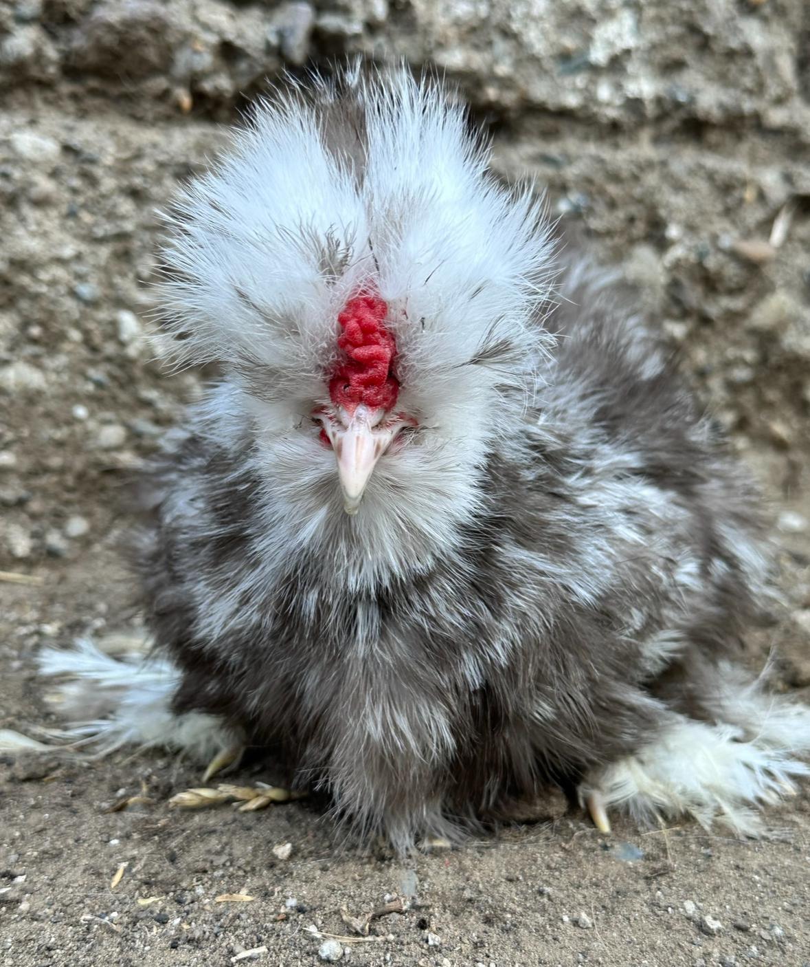 Black Mottled Silkie Chicken