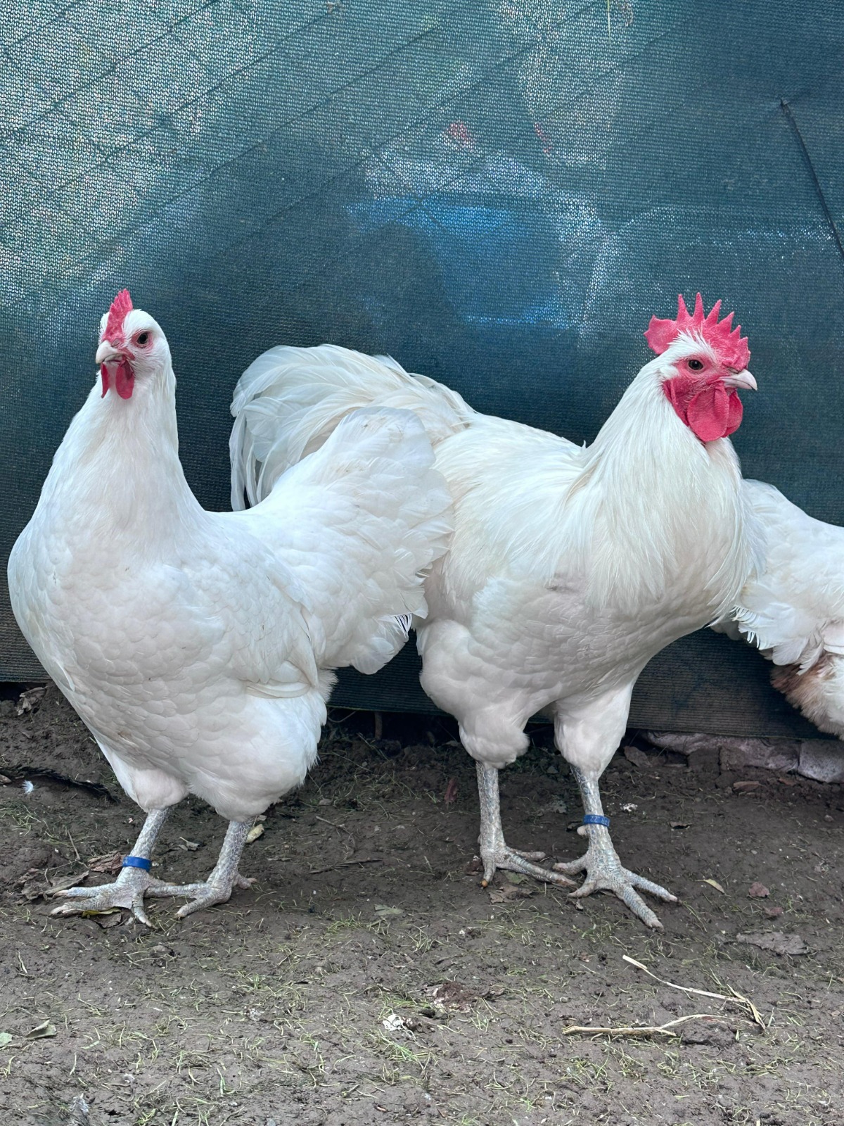 Long Tail White German Australorp Chicken