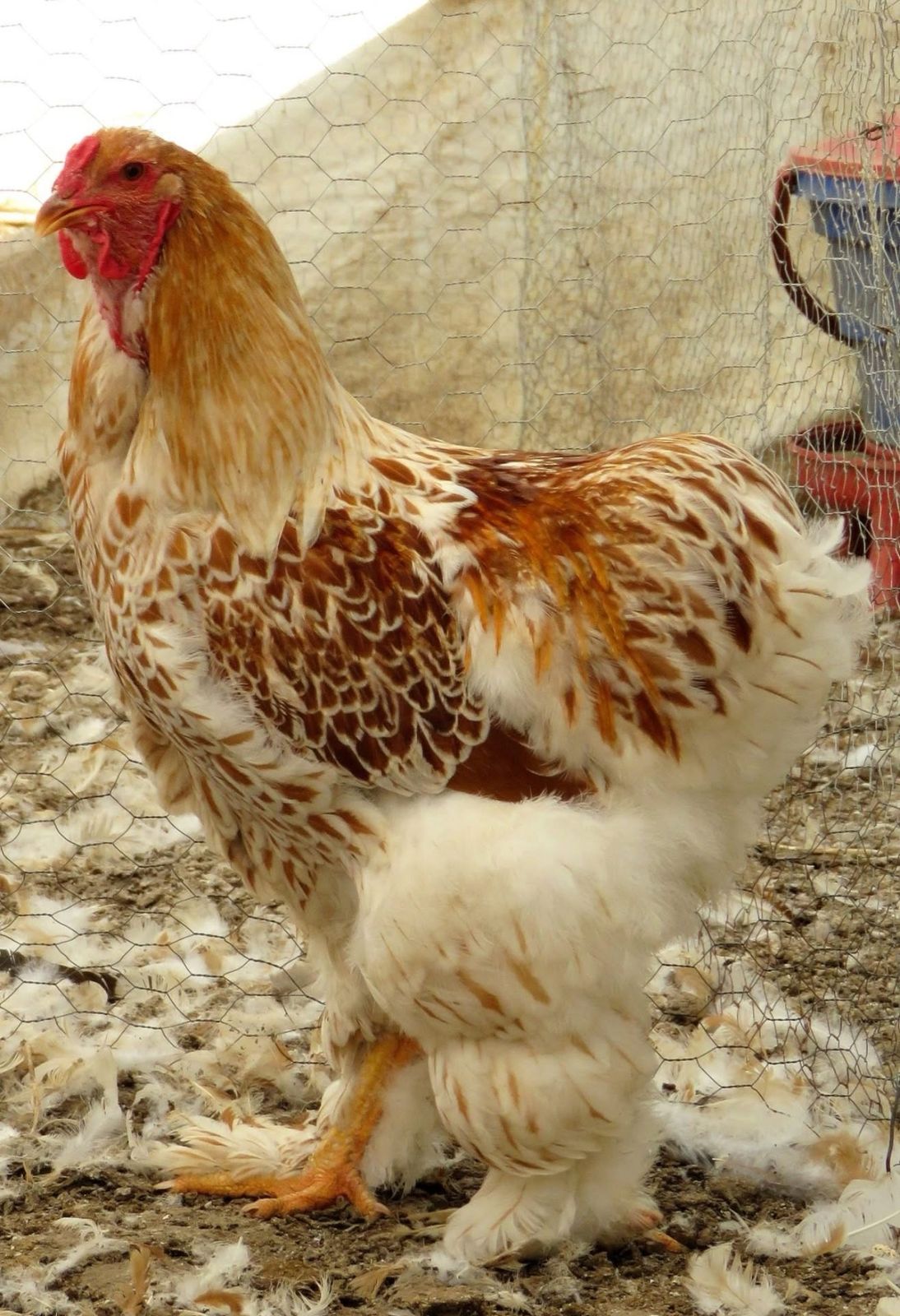 Buff Laced Brahma Chicken