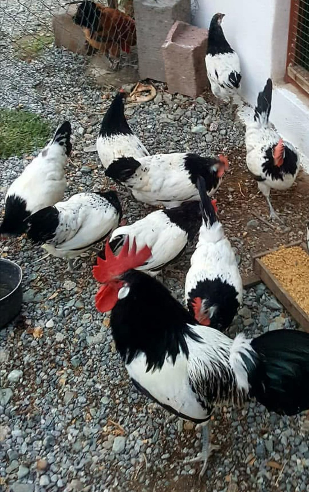 Lakenvelder Chicken