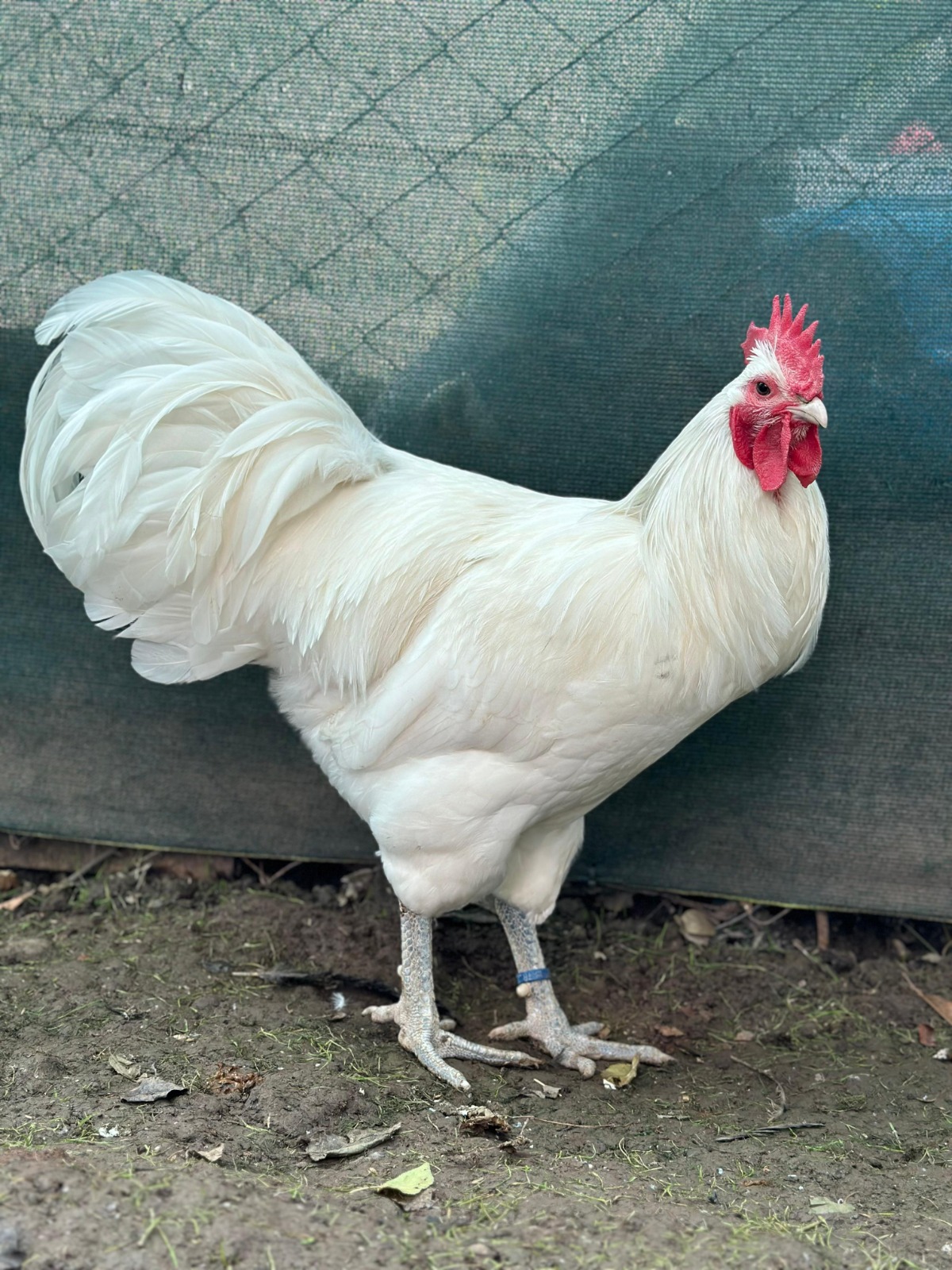 Long Tail White German Australorp Chicken