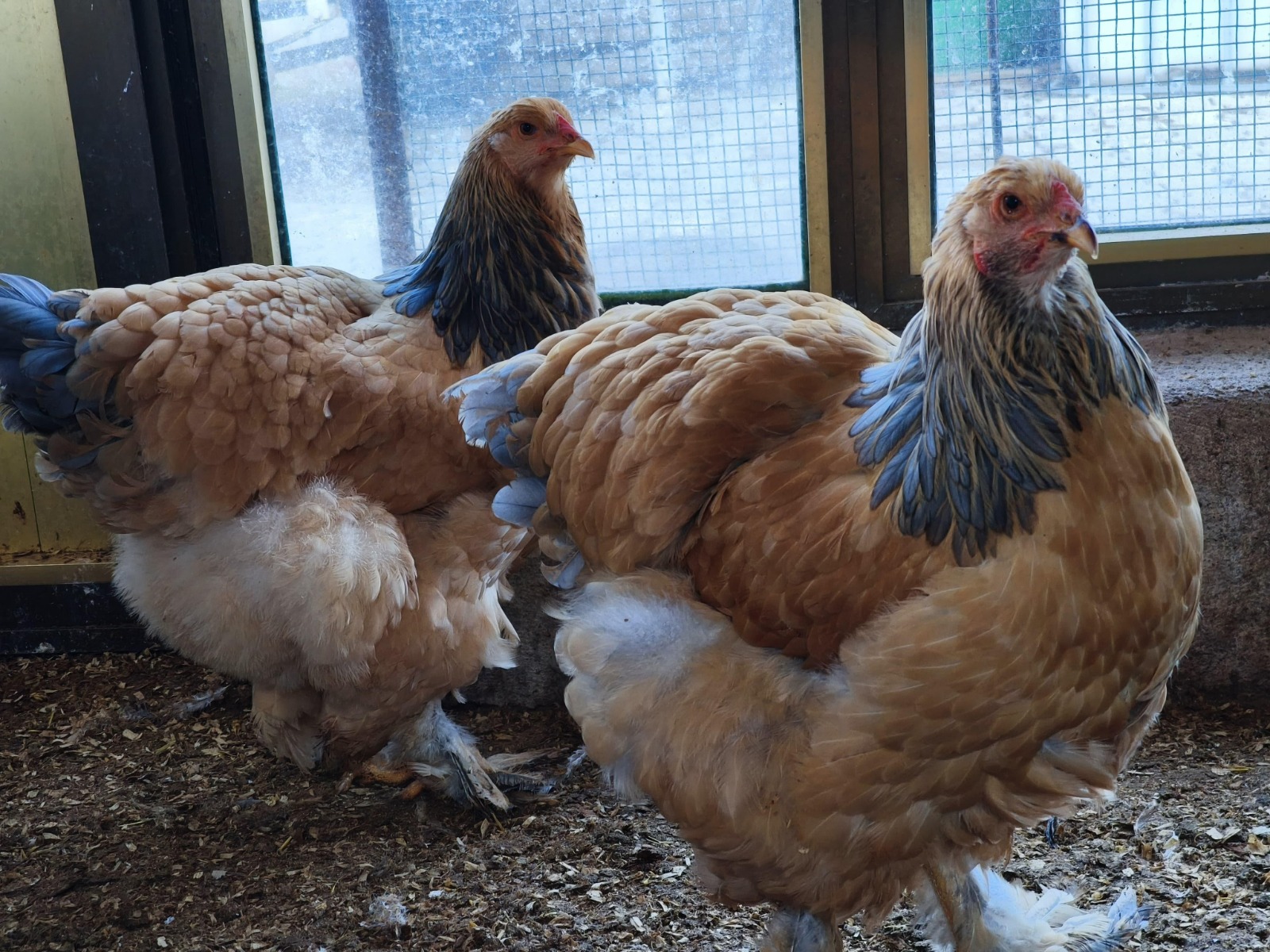 Buff Brahma Chicken