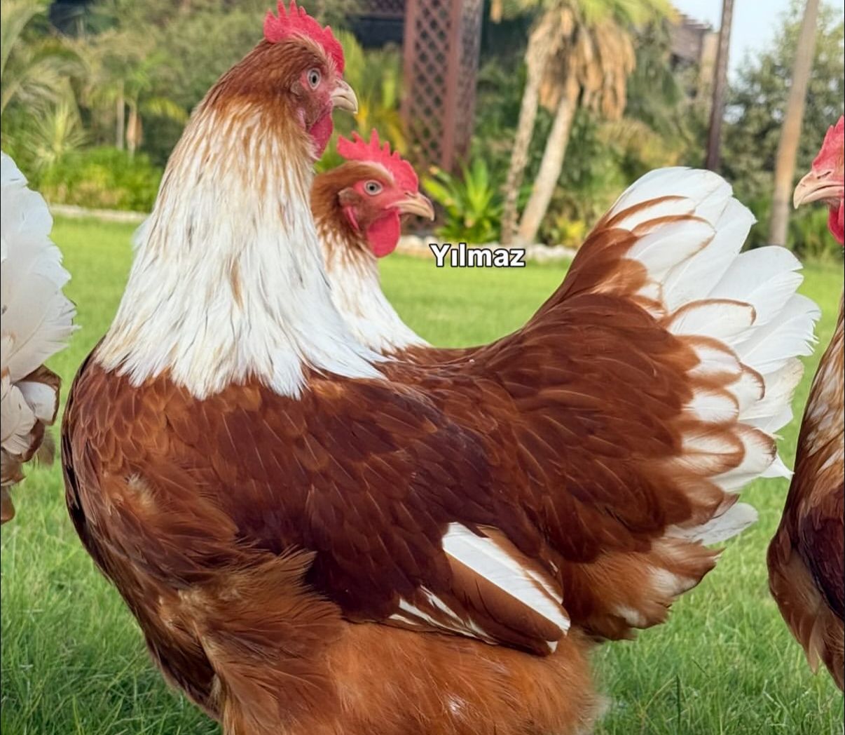 White New Hampshire Chicken