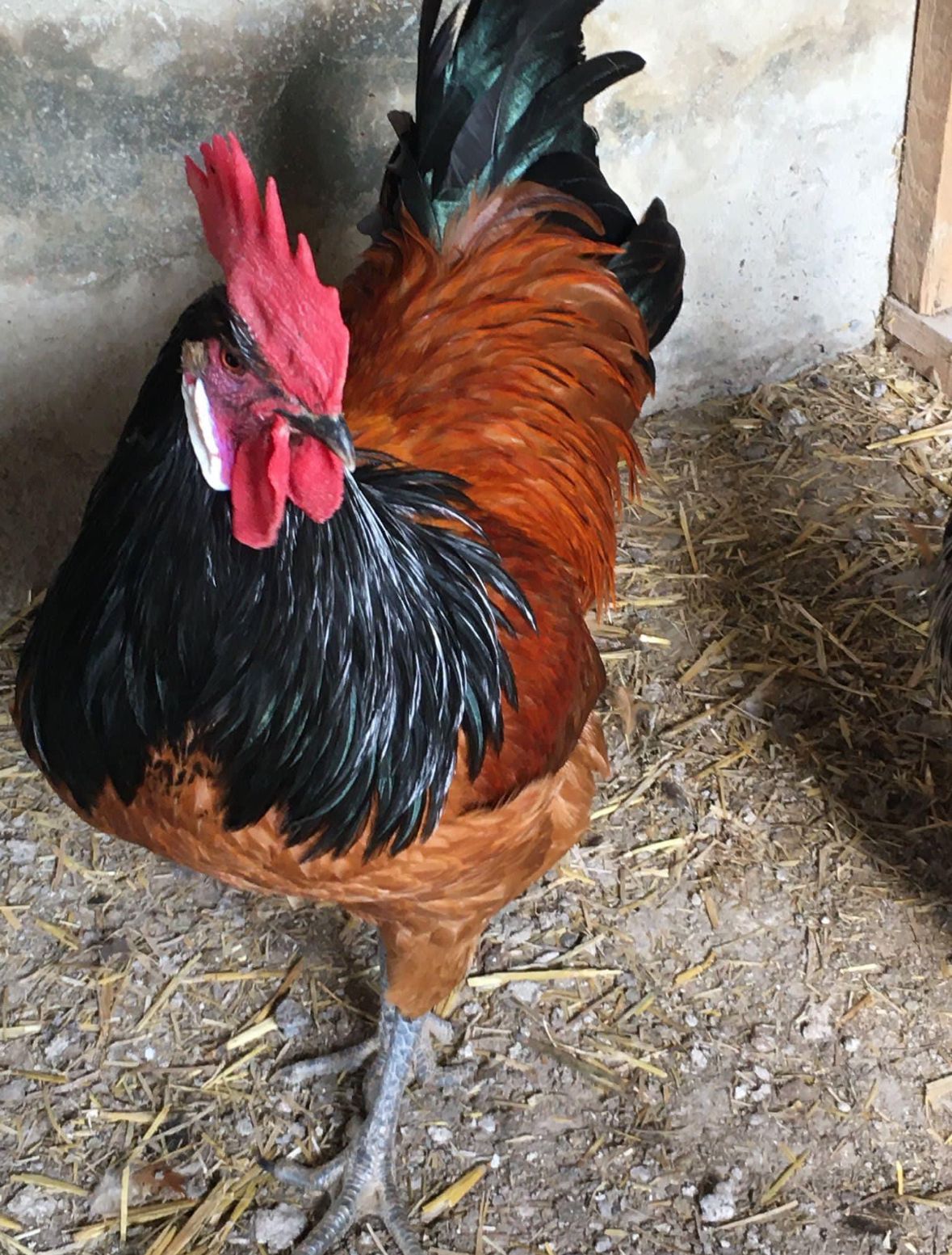 Black Vorwerk Chicken