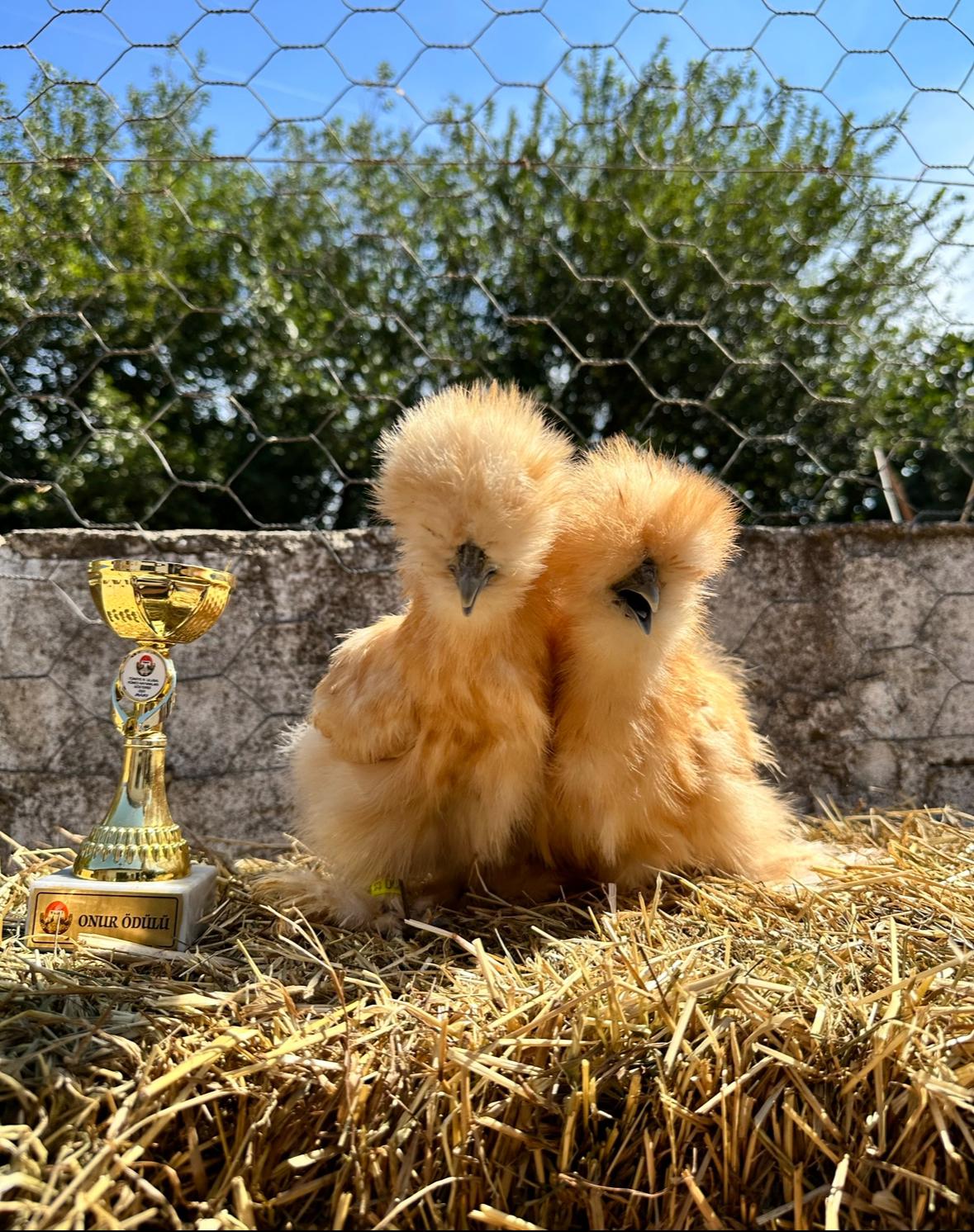 Buff Silkie Chicken