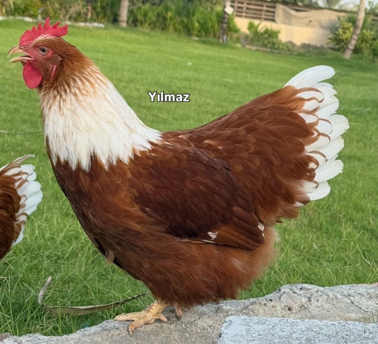 White New Hampshire Chicken